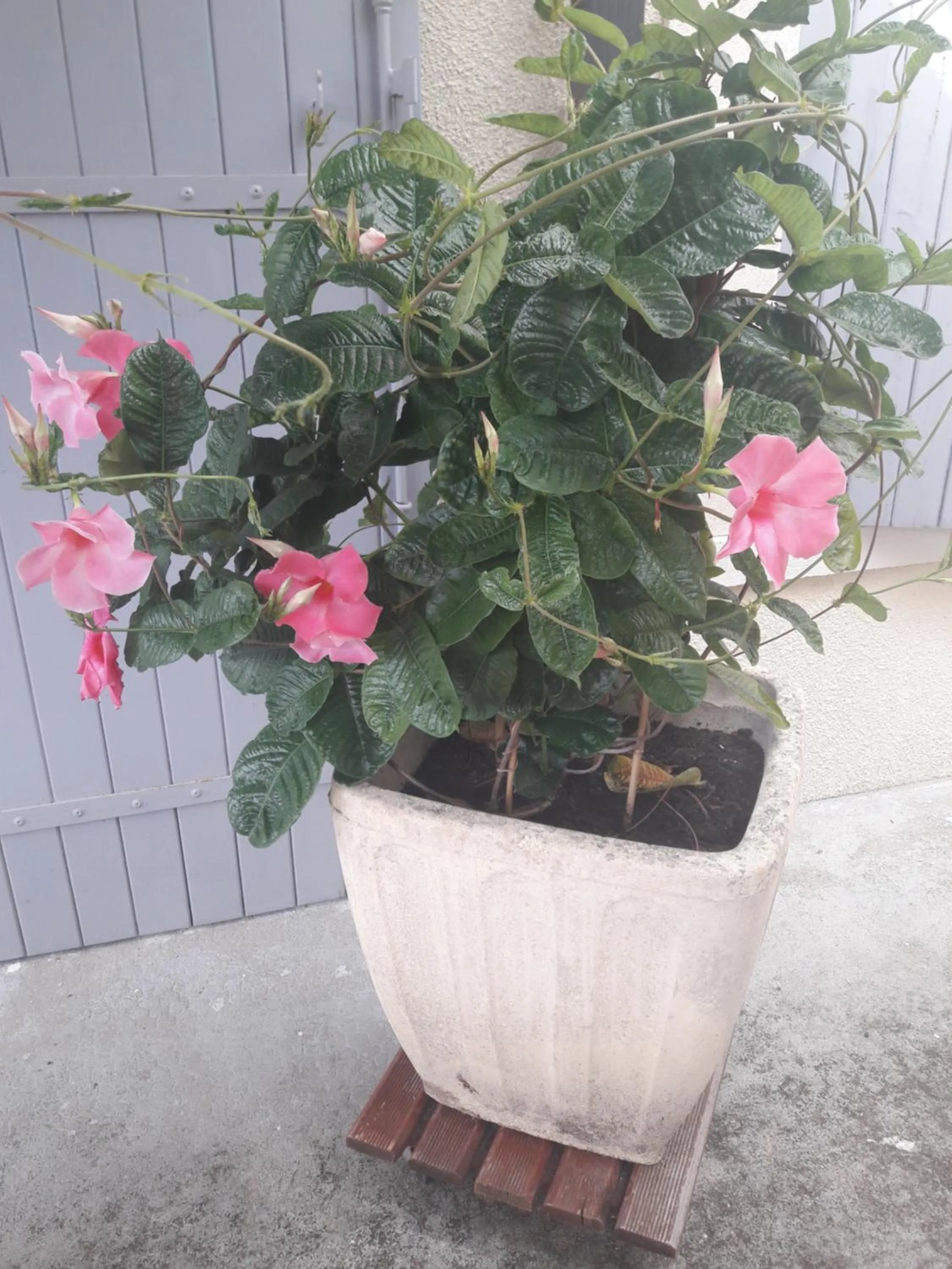 La charentaise ch d'hôtes ,Studio