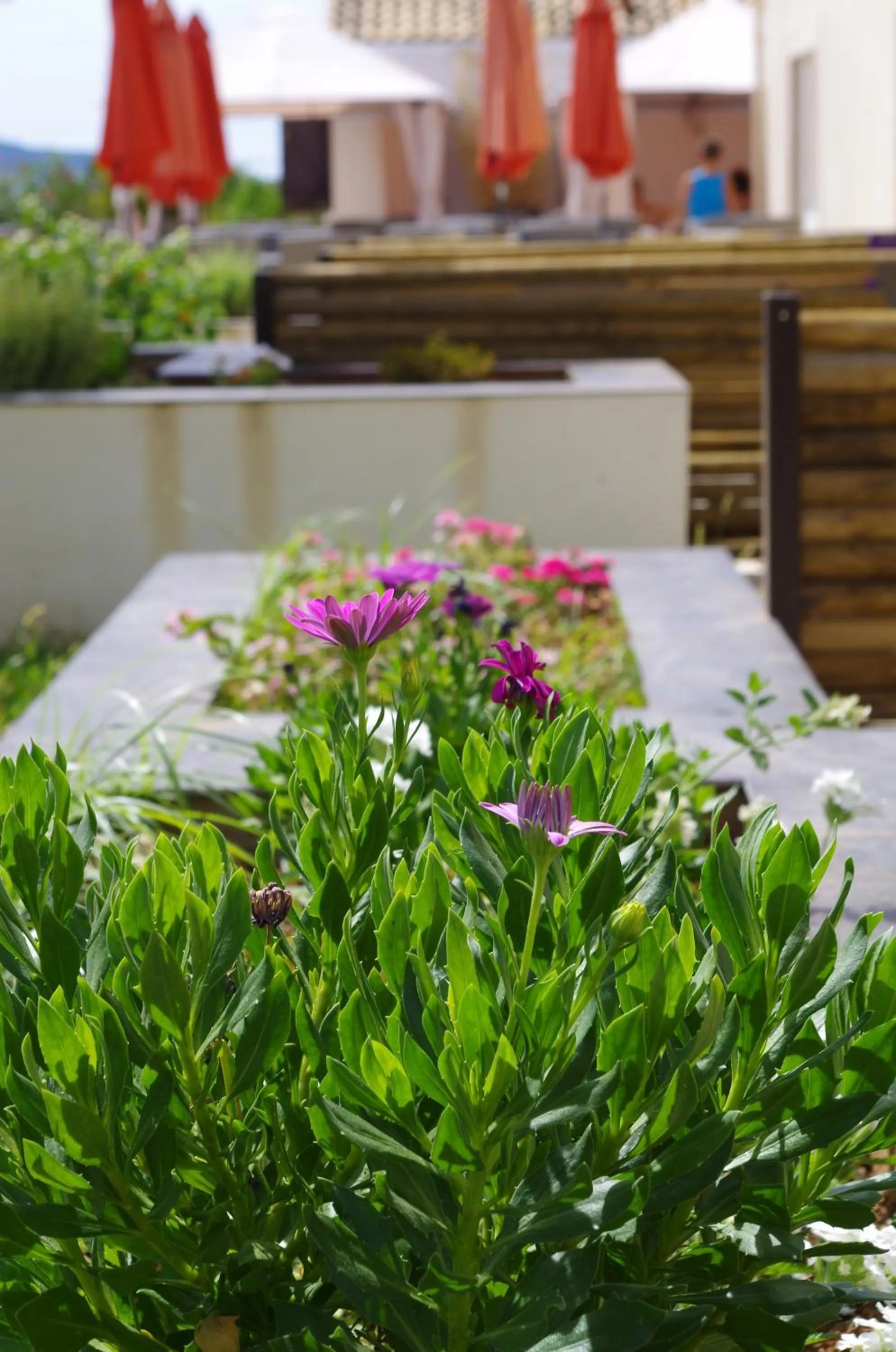 Garden in Hotel Le Coudon