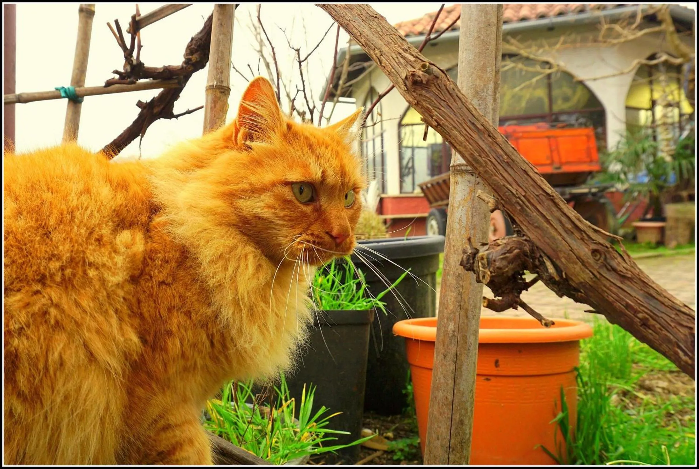 Pets in Apartmaji sončne terase - Sunny Terraces Apartments