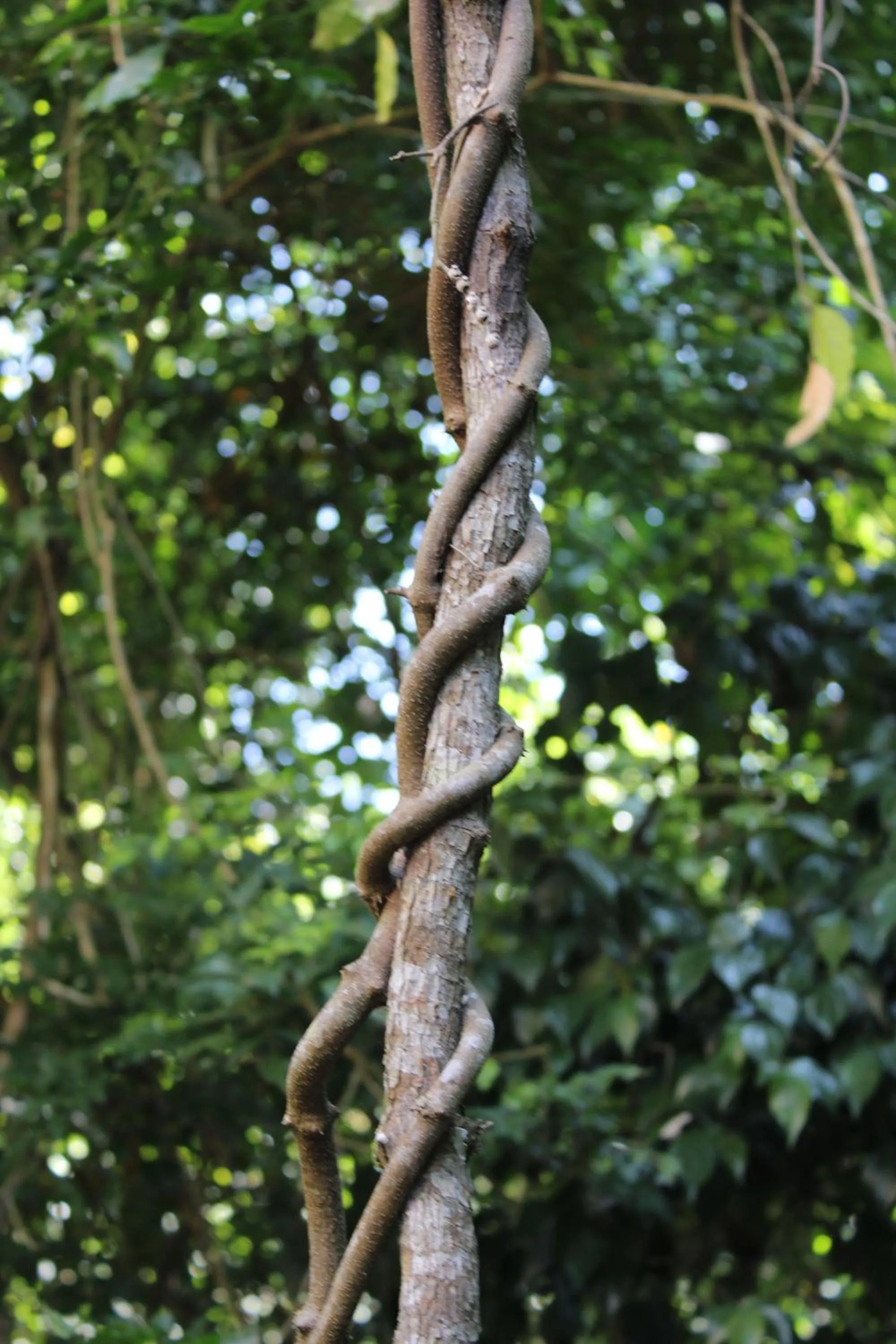 Garden view in Posada del Cerro