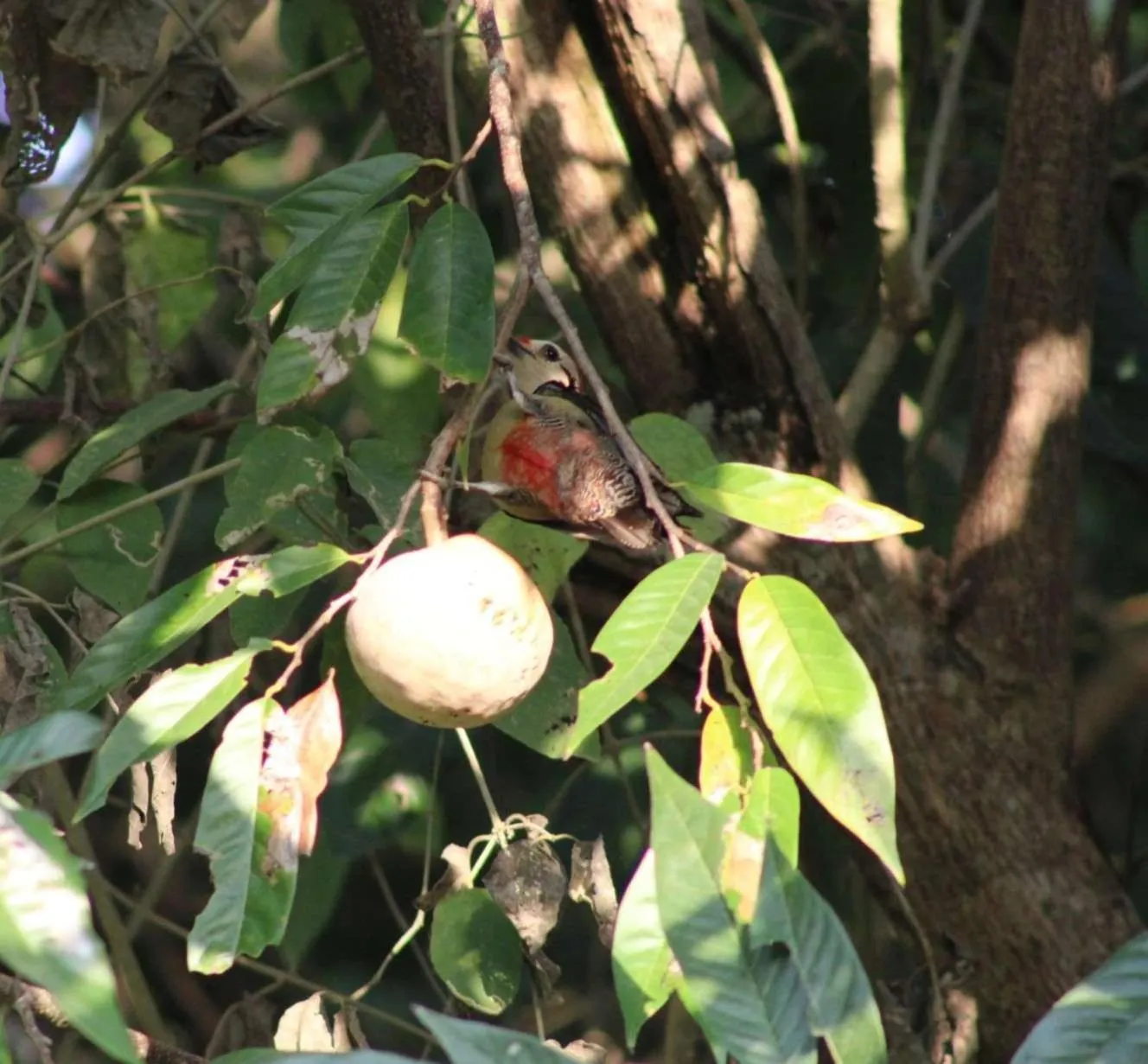 Garden in Posada del Cerro
