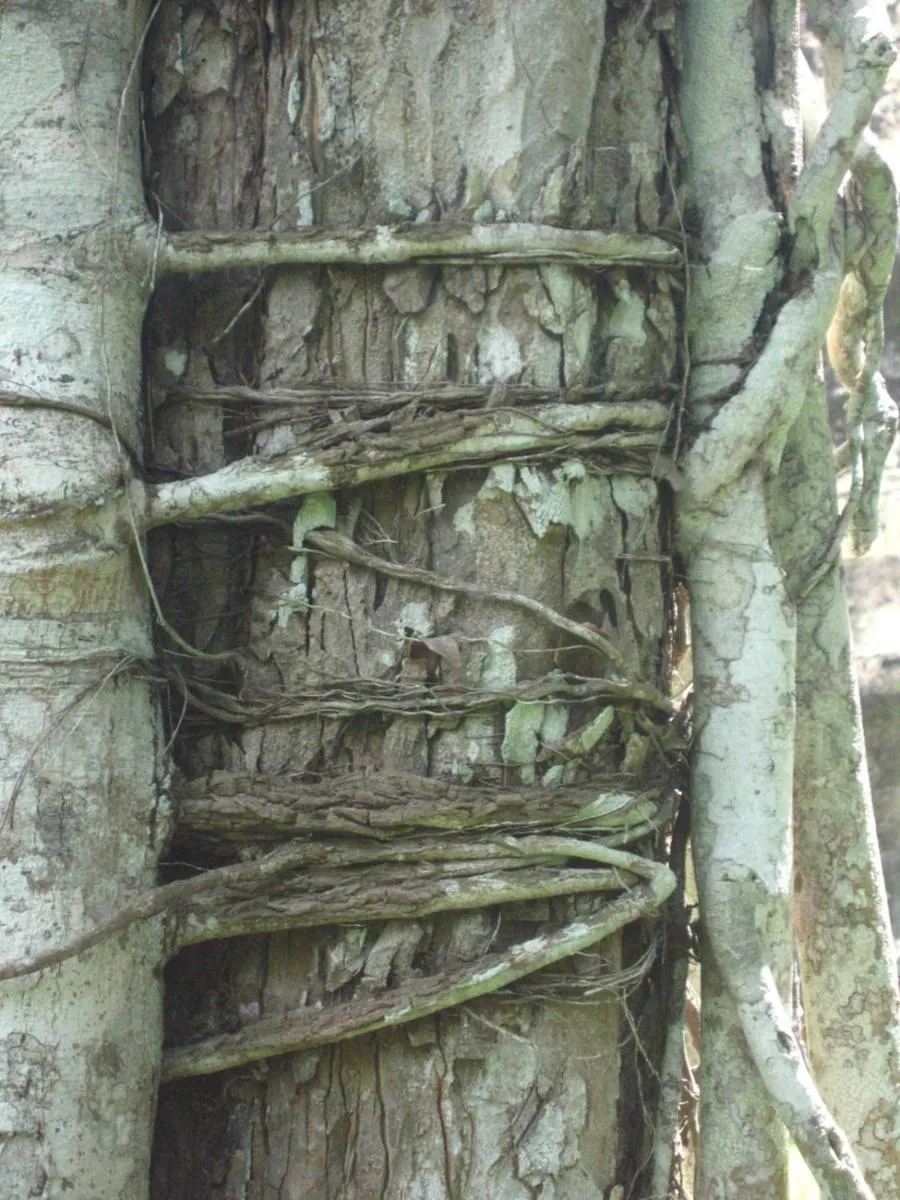 Garden in Posada del Cerro