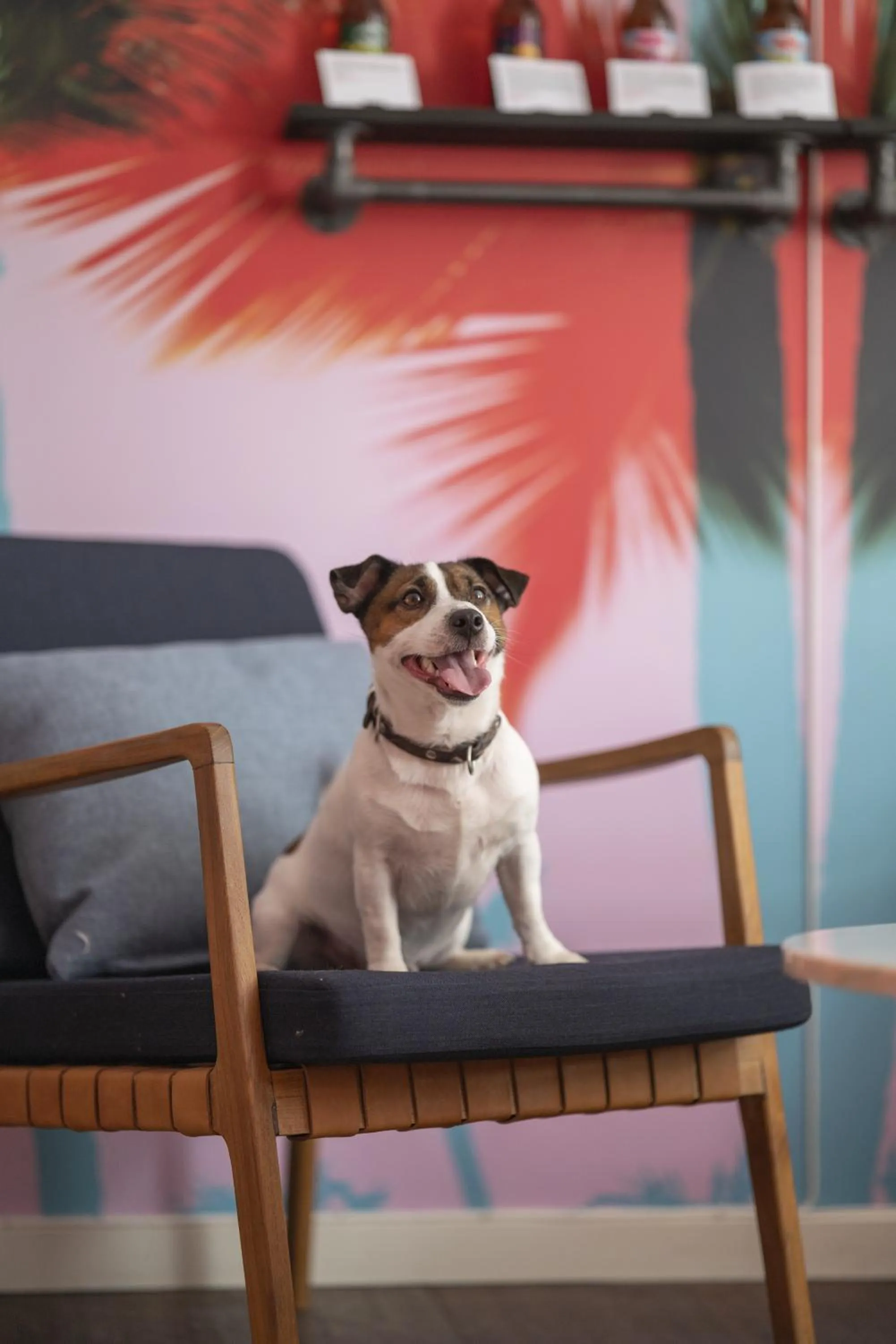 Pets in Hotel Mayfair