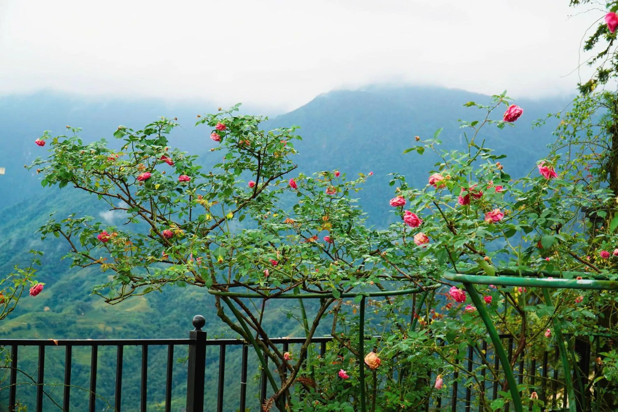 Garden in Sapa Highland Resort & Spa