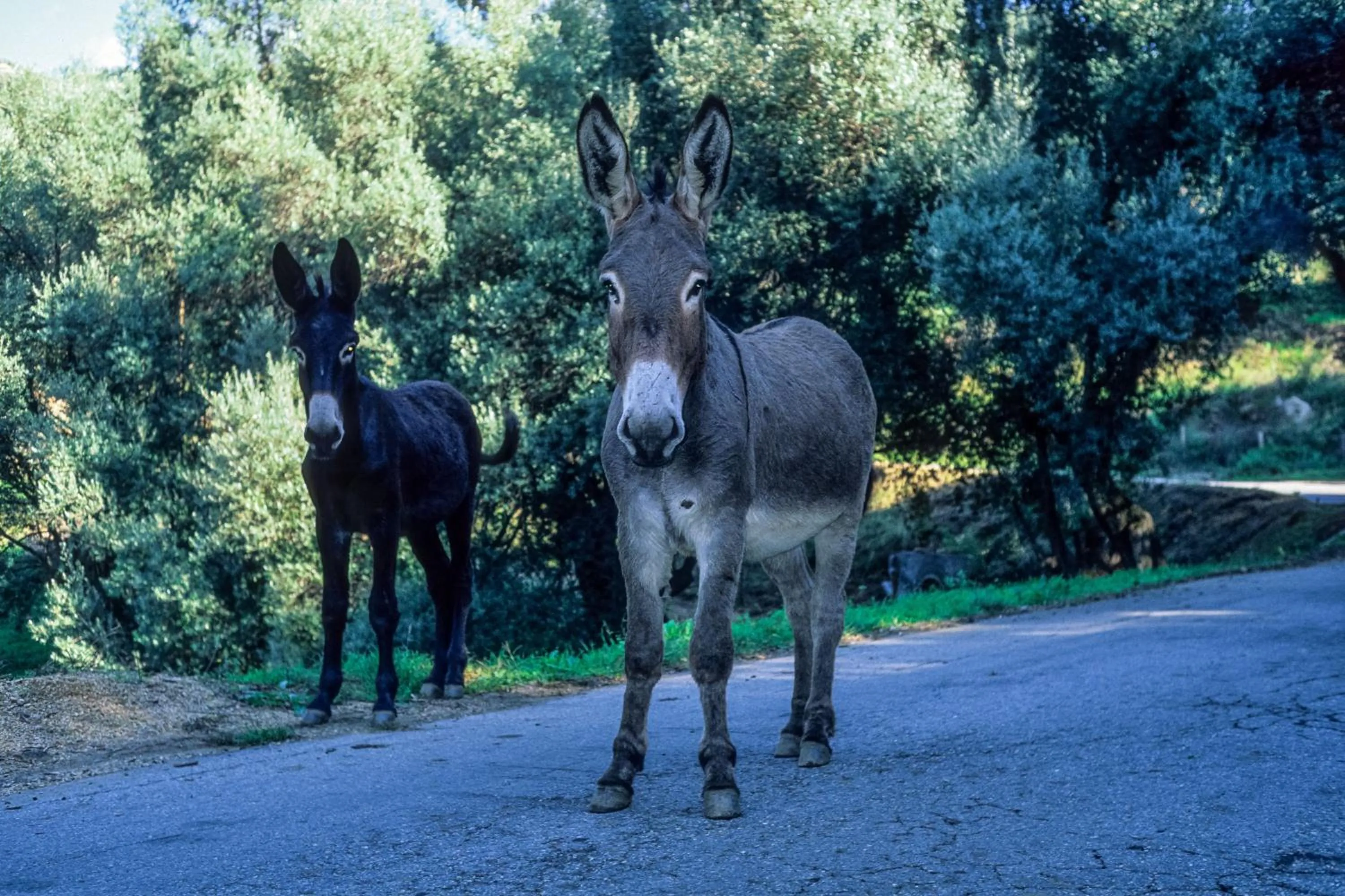 Day in Capo D'orto - Porto - Corse