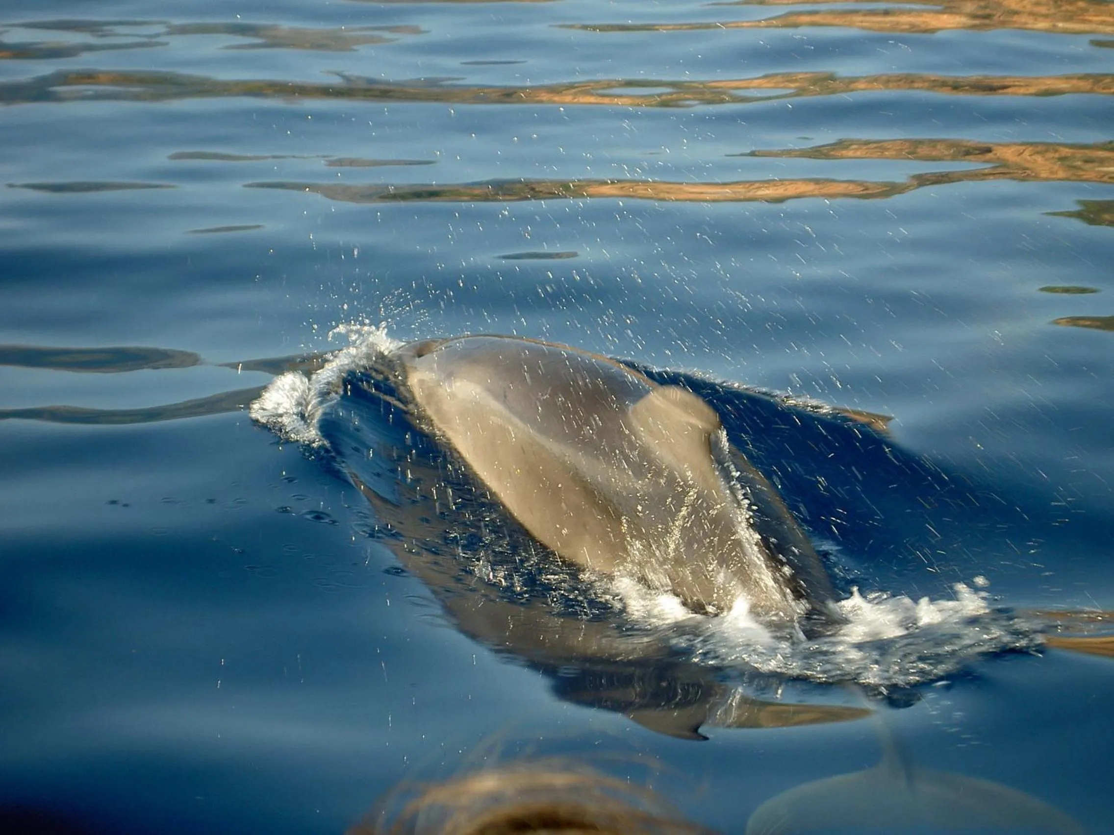 Other in Capo D'orto - Porto - Corse