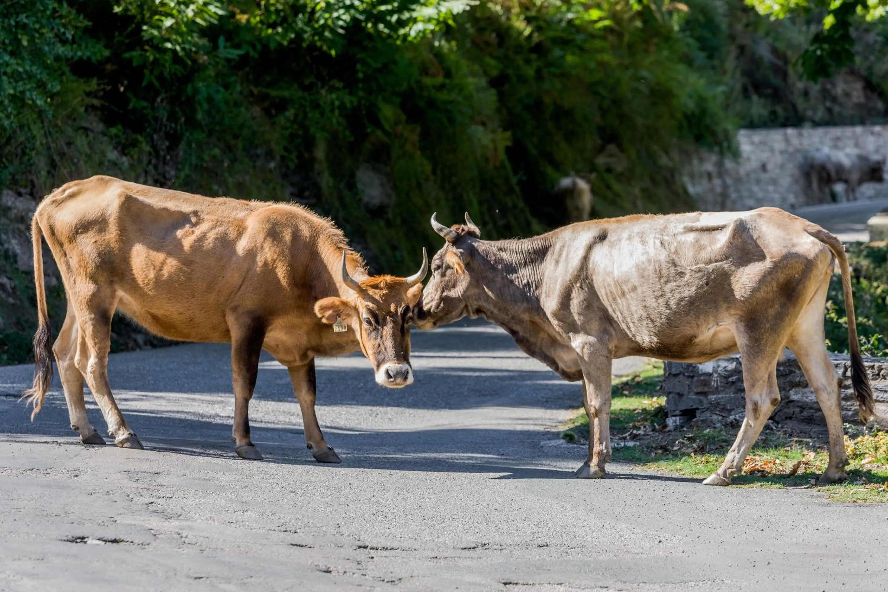 Capo D'orto - Porto - Corse