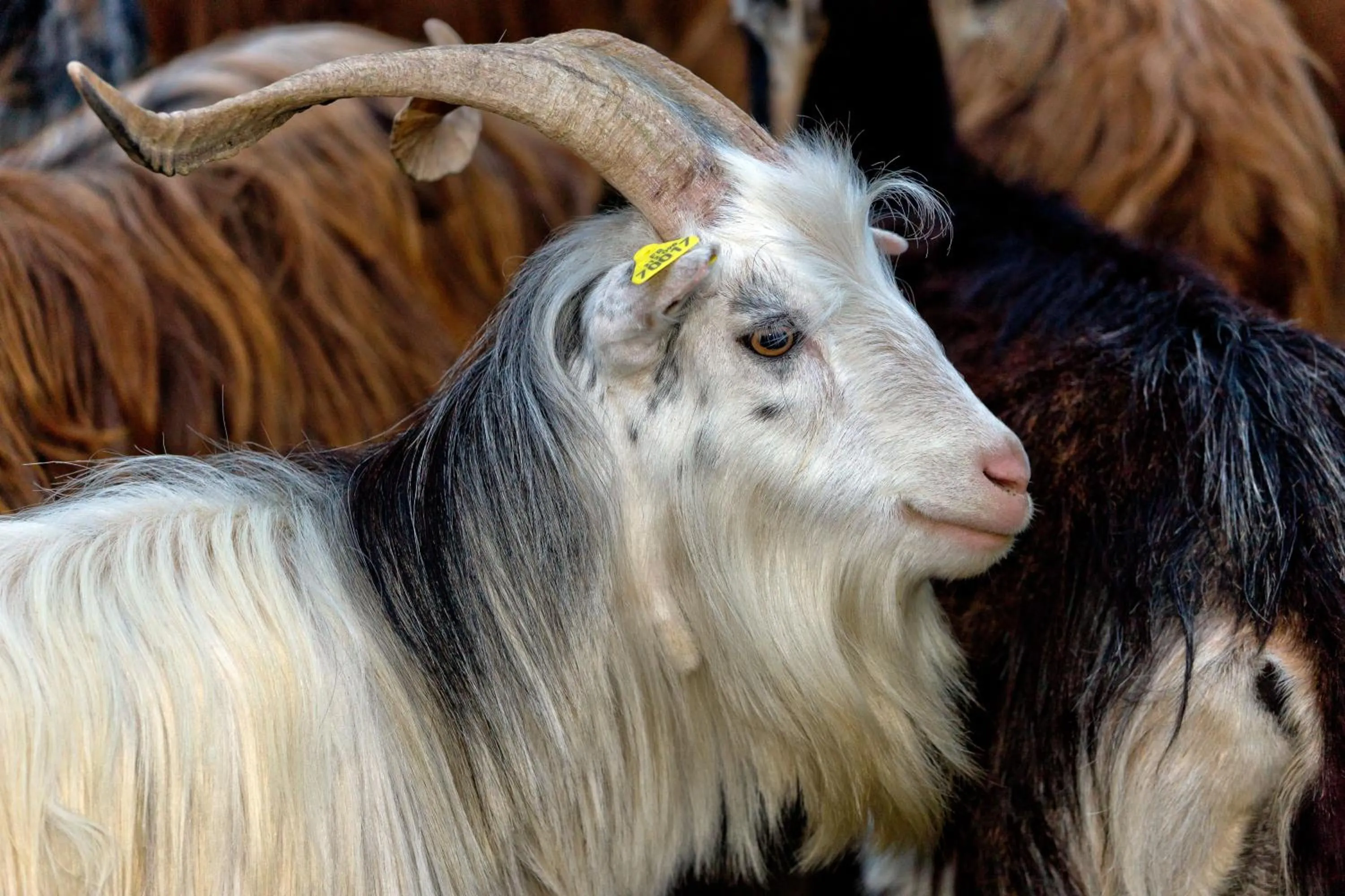 Animals in Capo D'orto - Porto - Corse