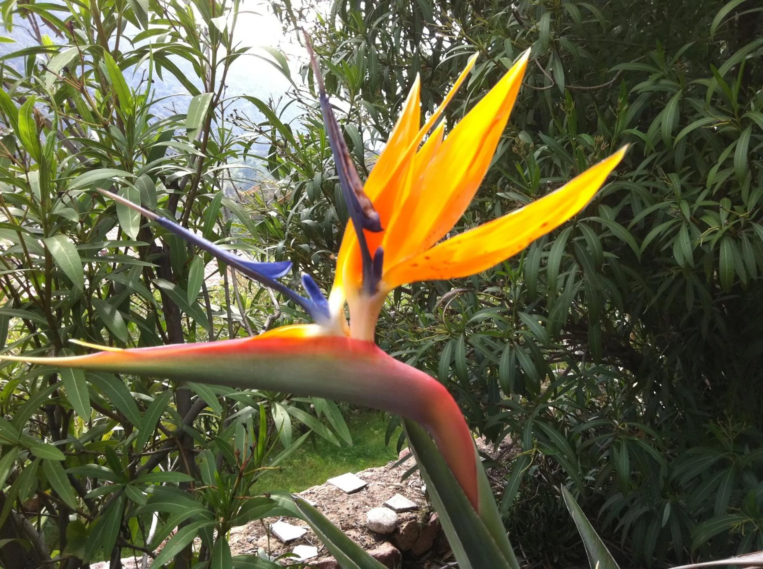 Spring in Capo D'orto - Porto - Corse