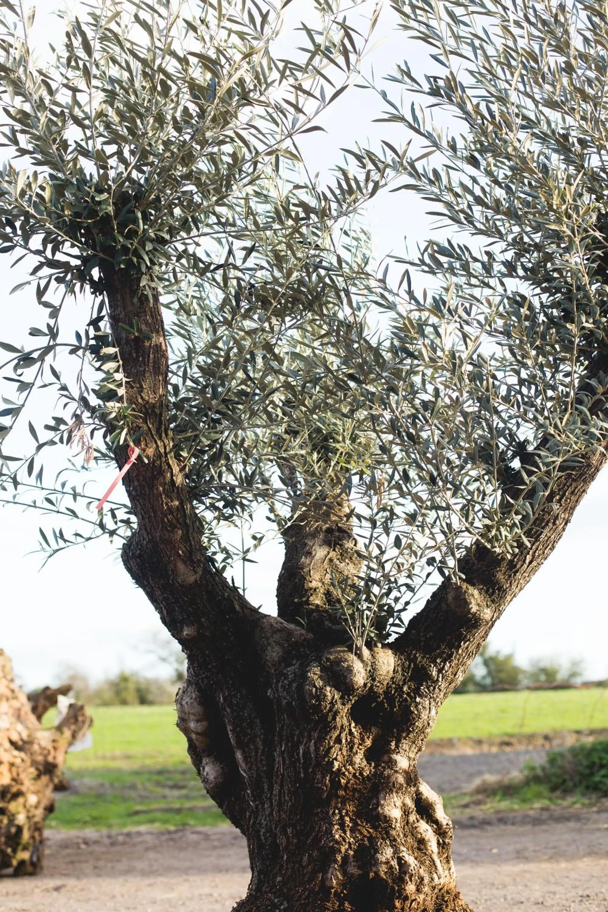 Natural landscape in Owen House Farm