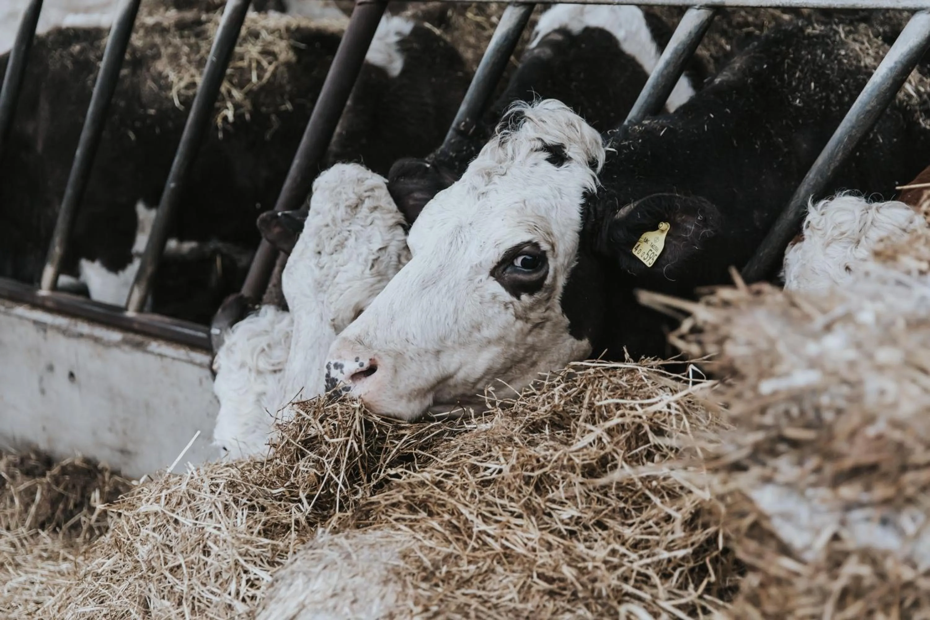 Garden in Owen House Farm