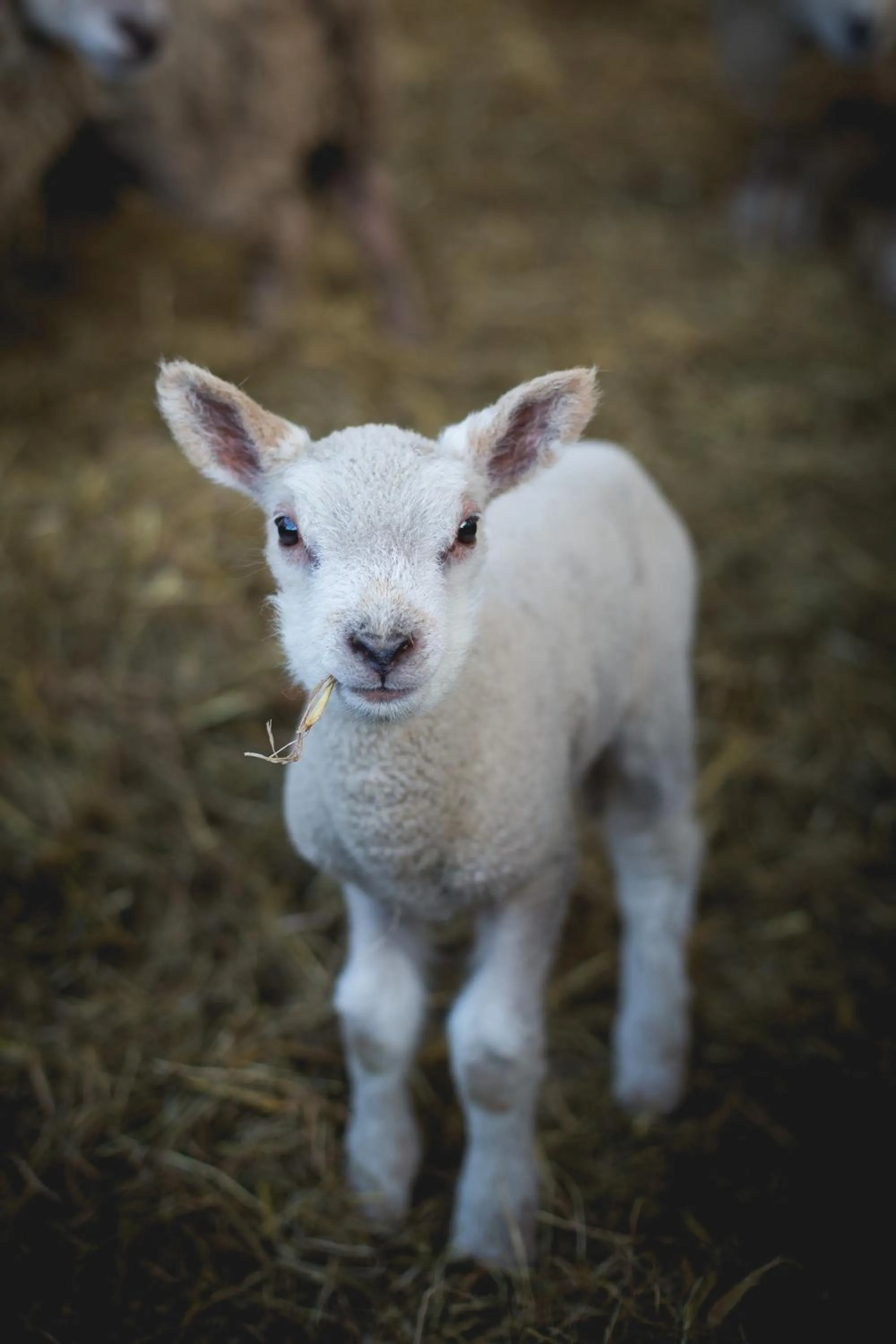 Animals in Owen House Farm