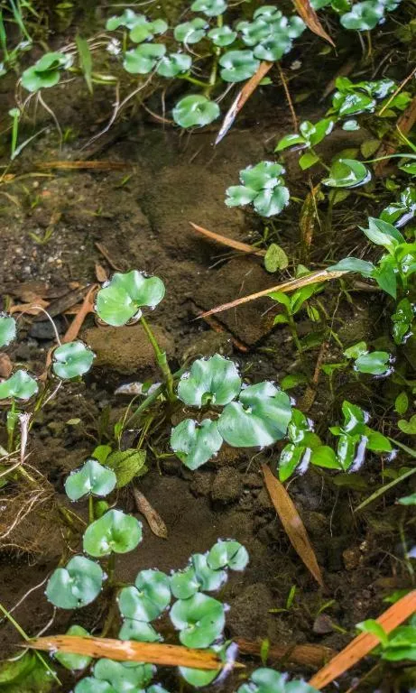 Garden in Hotel Hacienda Santa Clara