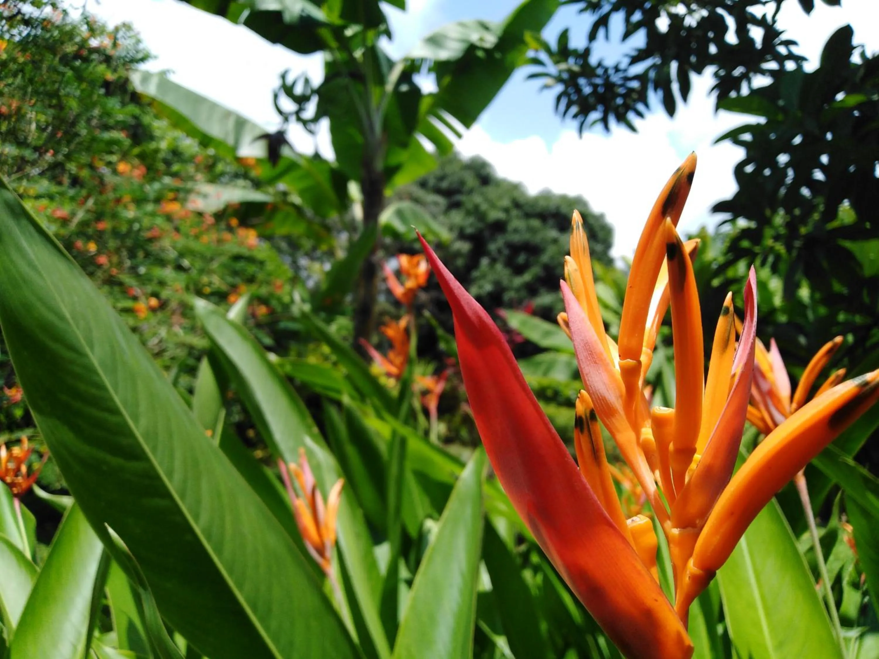 Garden in Dolce Uvita