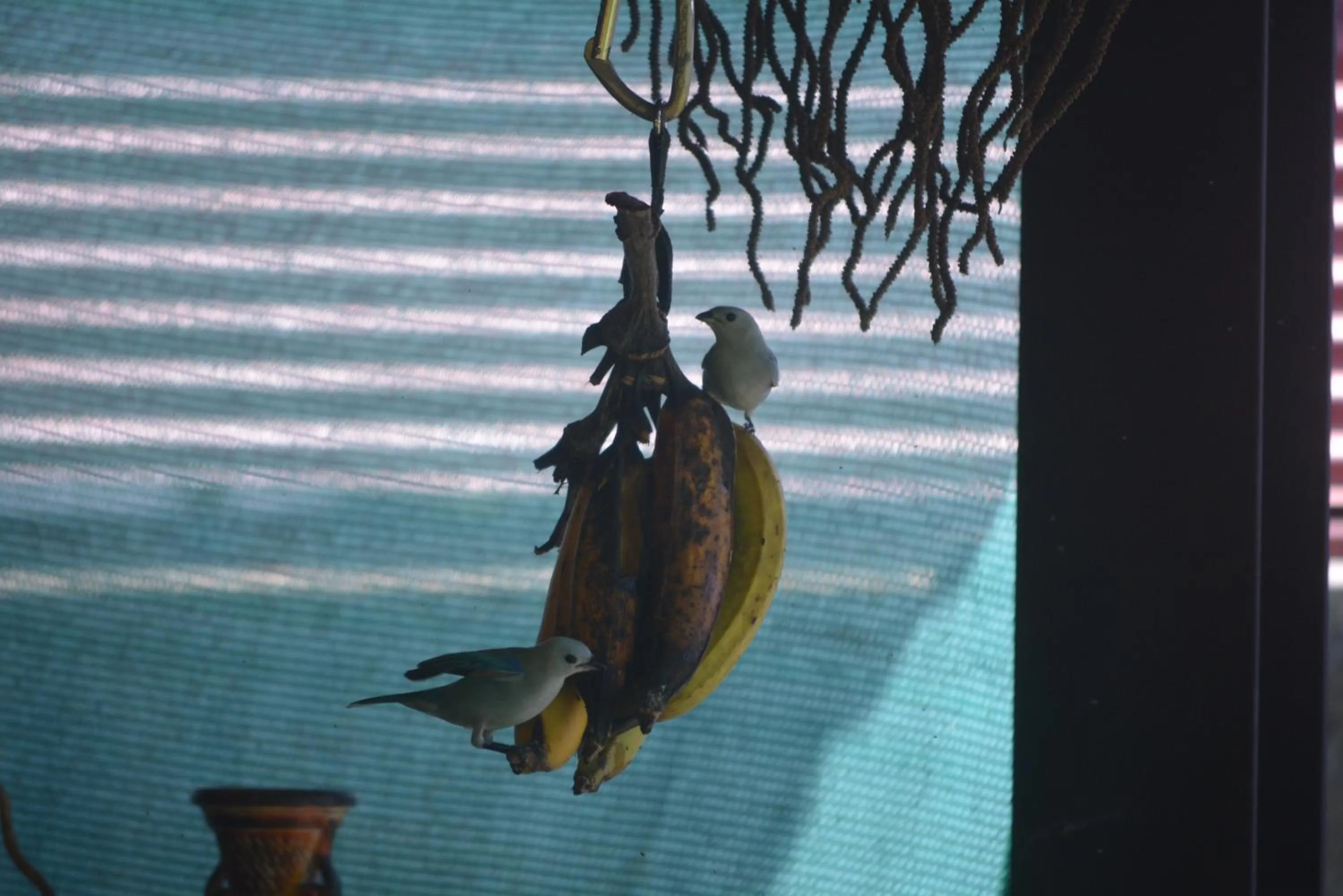 Animals in Dolce Uvita