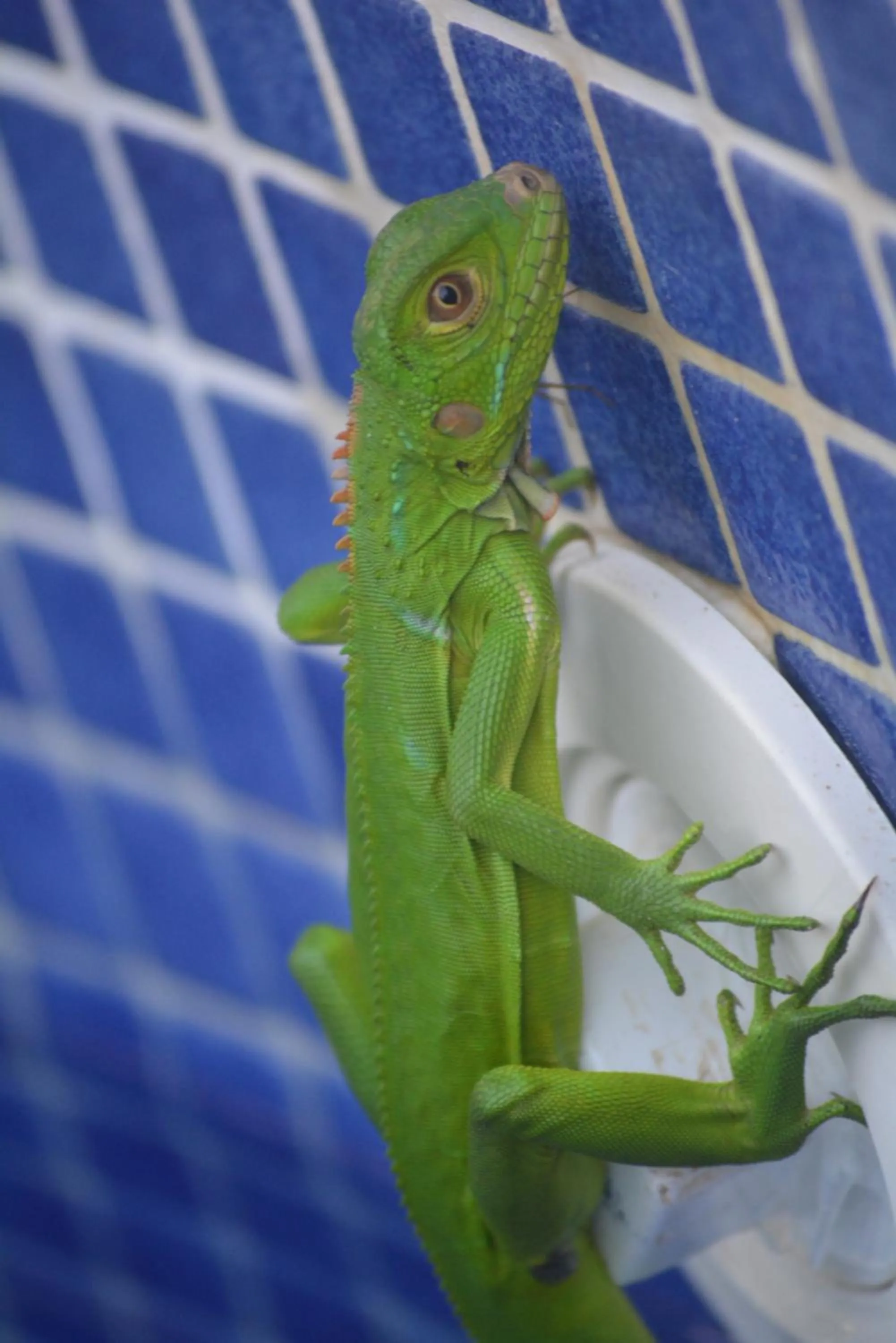 Animals in Dolce Uvita