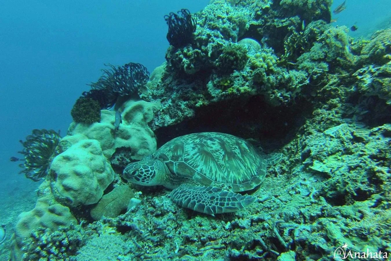 Diving in Anahata - Tropical Private Villas