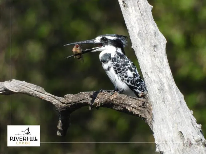 Animals in River Hill Lodge