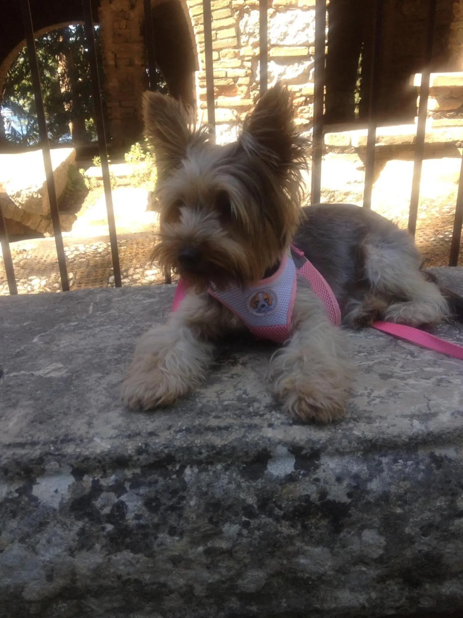 Pets in B&B Antonella