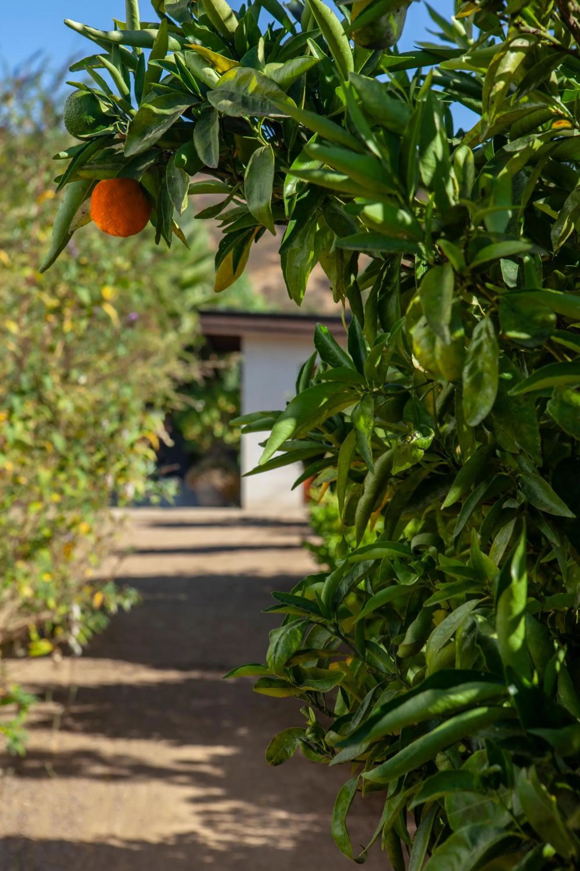 Garden in Callihue Lodge