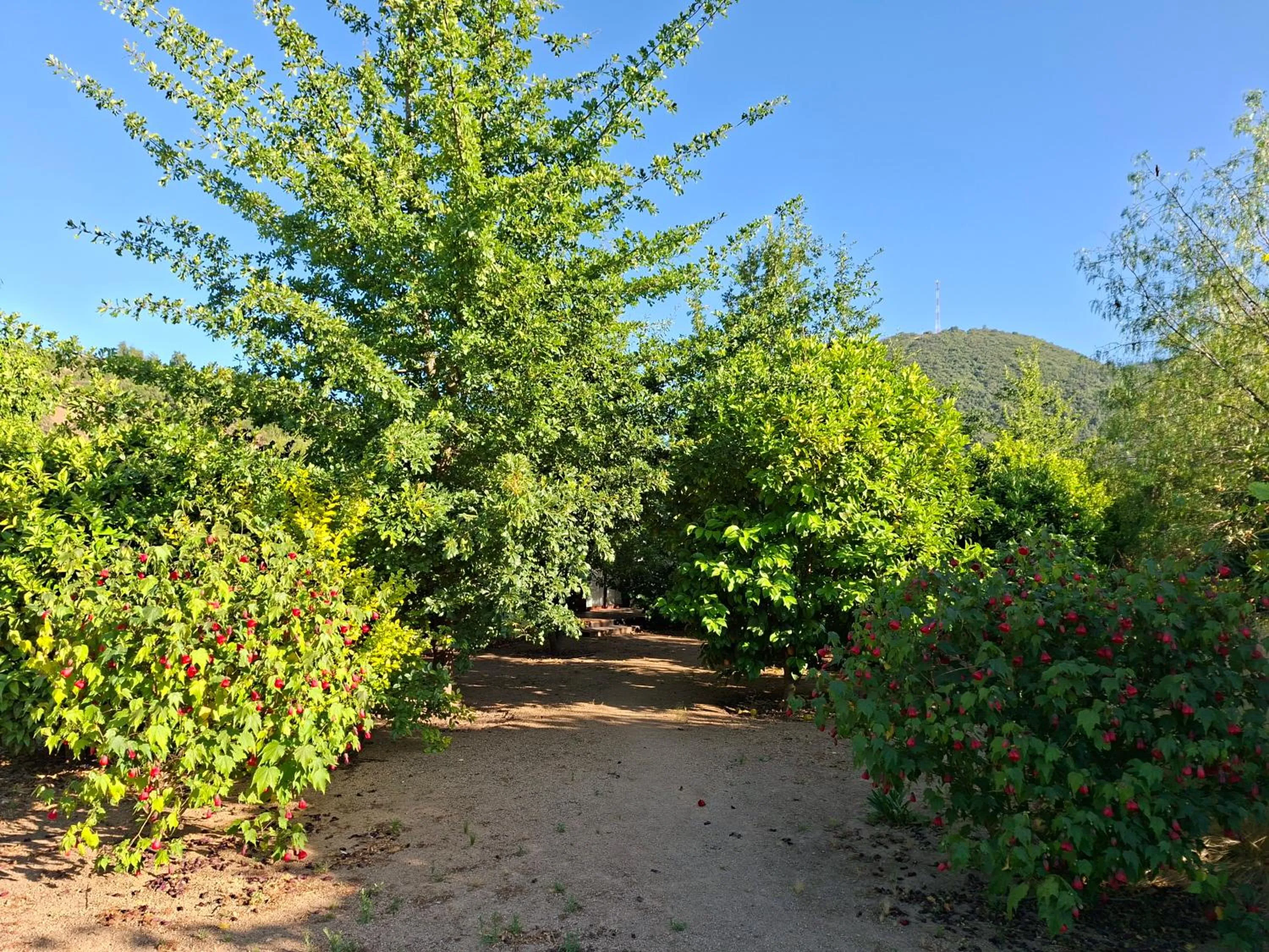 Spring in Callihue Lodge