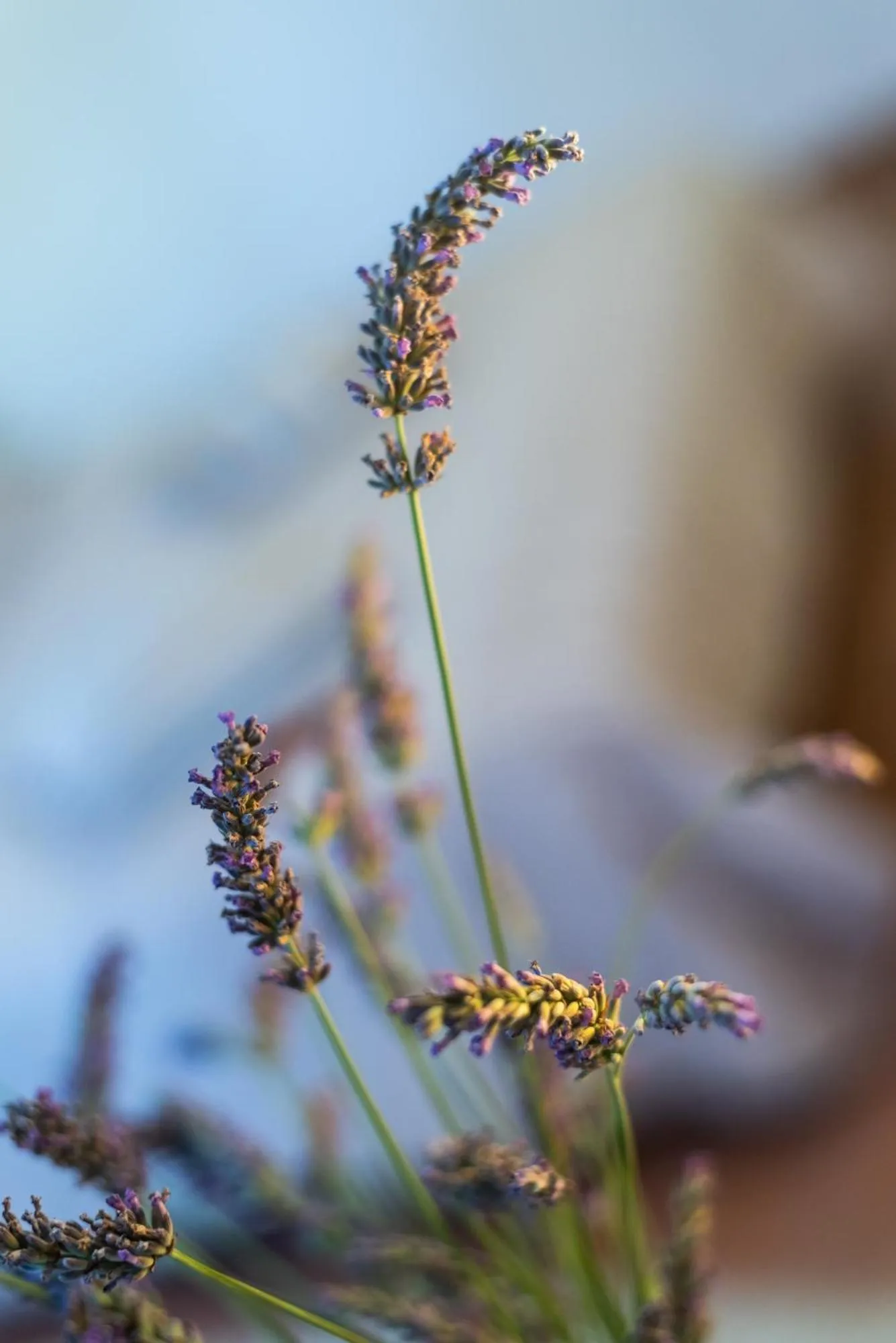 Natural landscape in Mas de l'arrivette