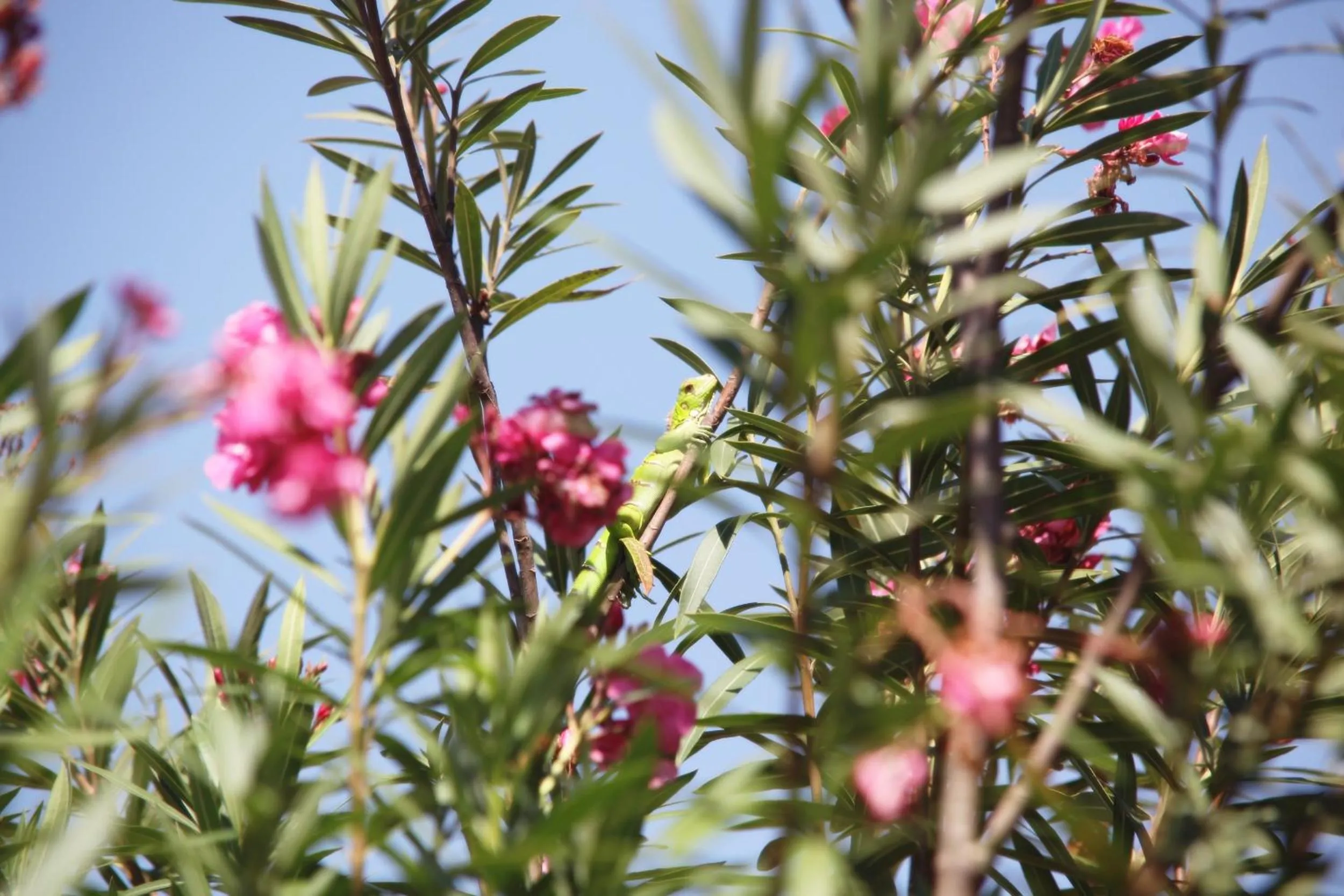 Natural landscape in Pousada Vila Cajuína - Luís Correia