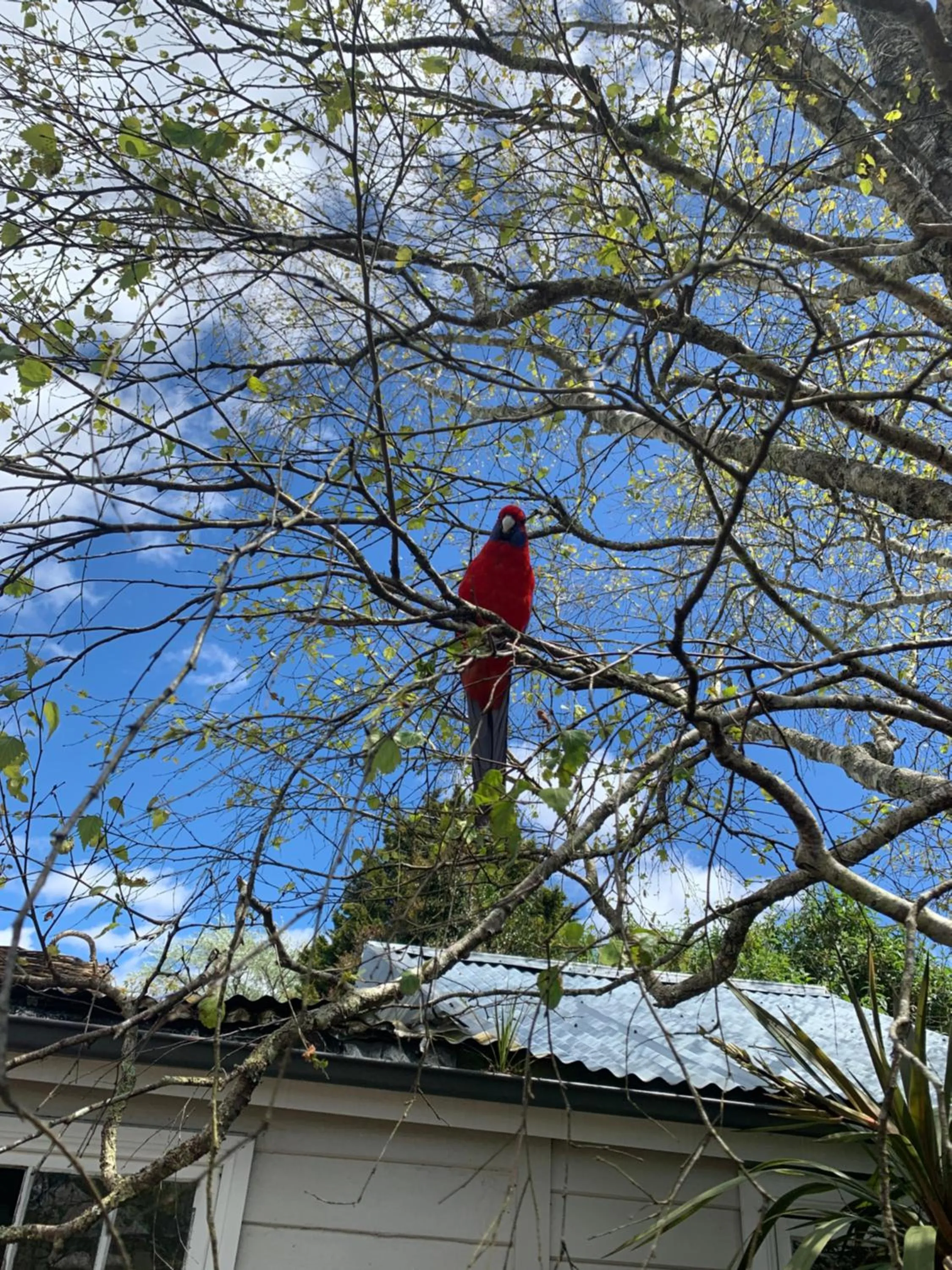 Spring in Flying Fox Backpackers