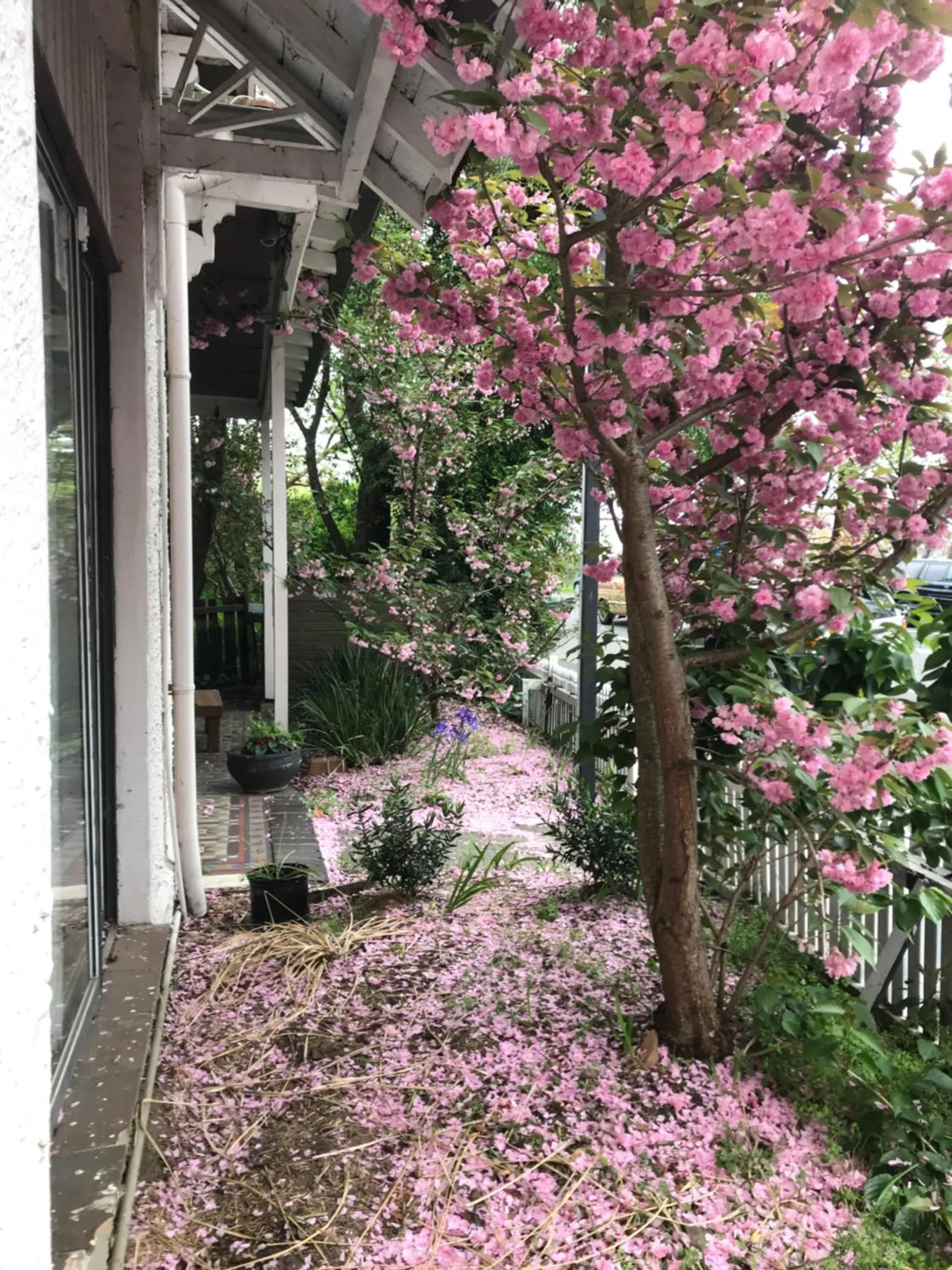 Spring in Flying Fox Backpackers