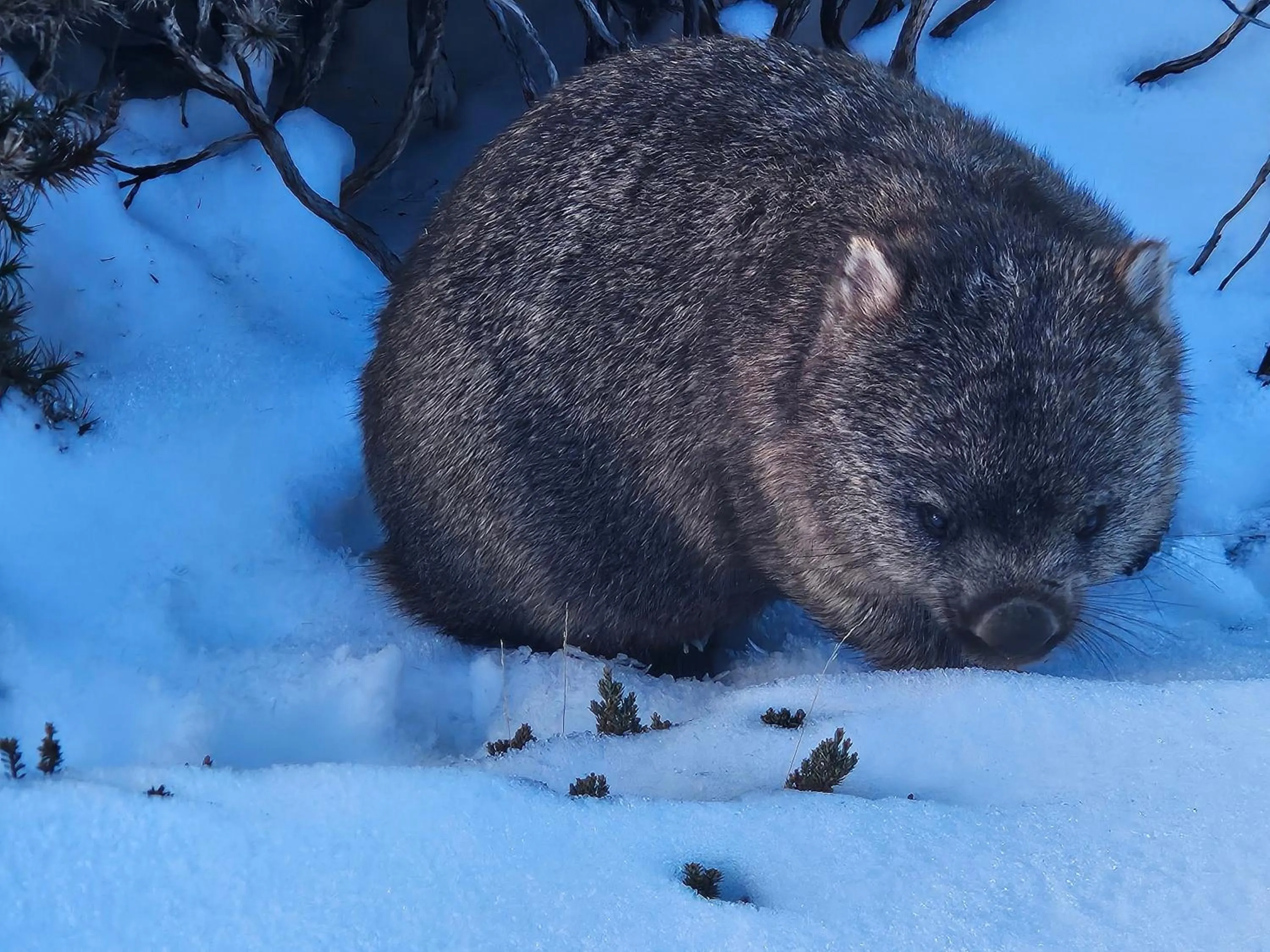 Text overlay in Cradle Alpine Retreat