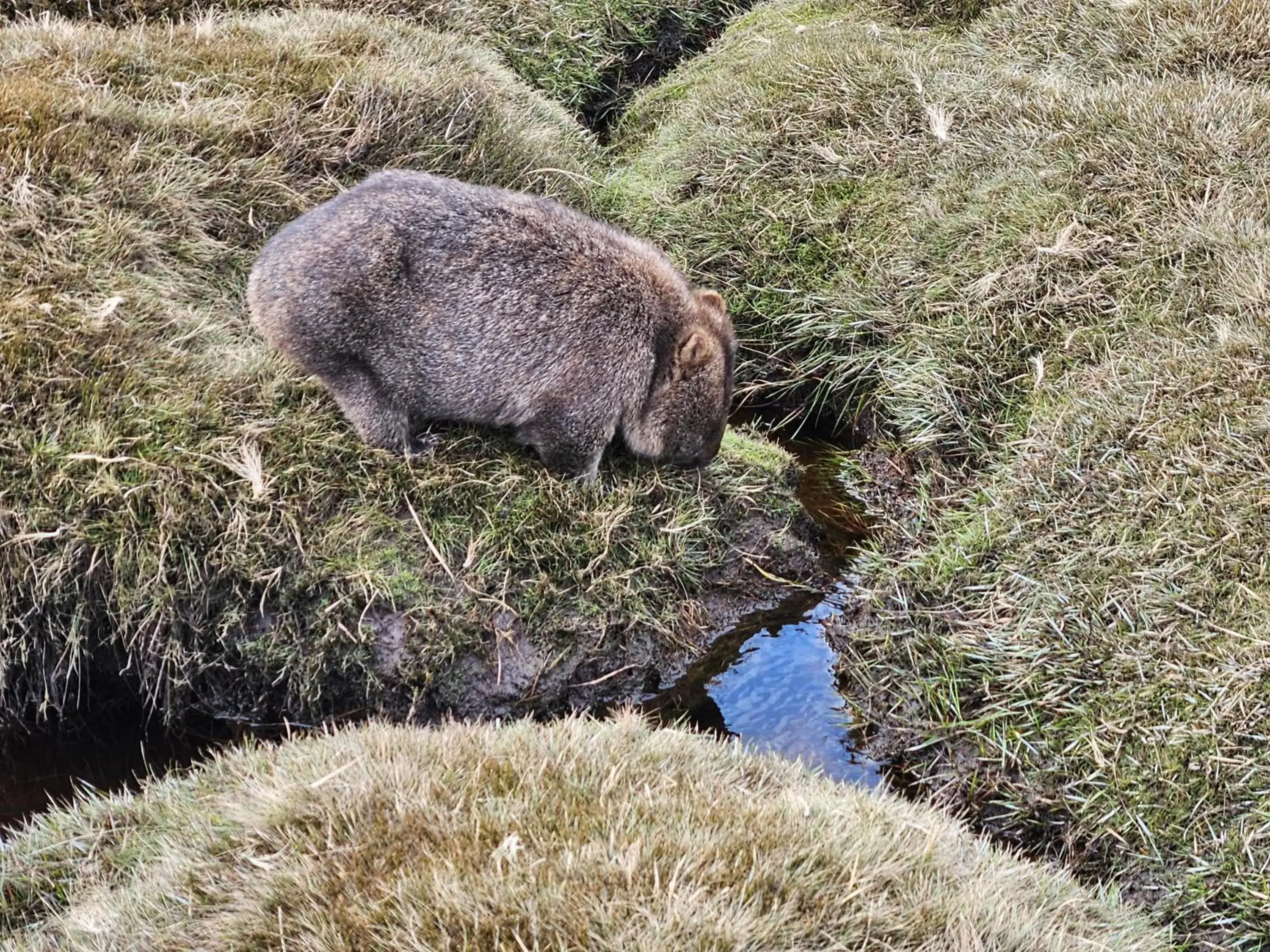 One-Bedroom Chalet in Cradle Alpine Retreat One-Bedroom Chalet in Cradle Alpine Retreat
