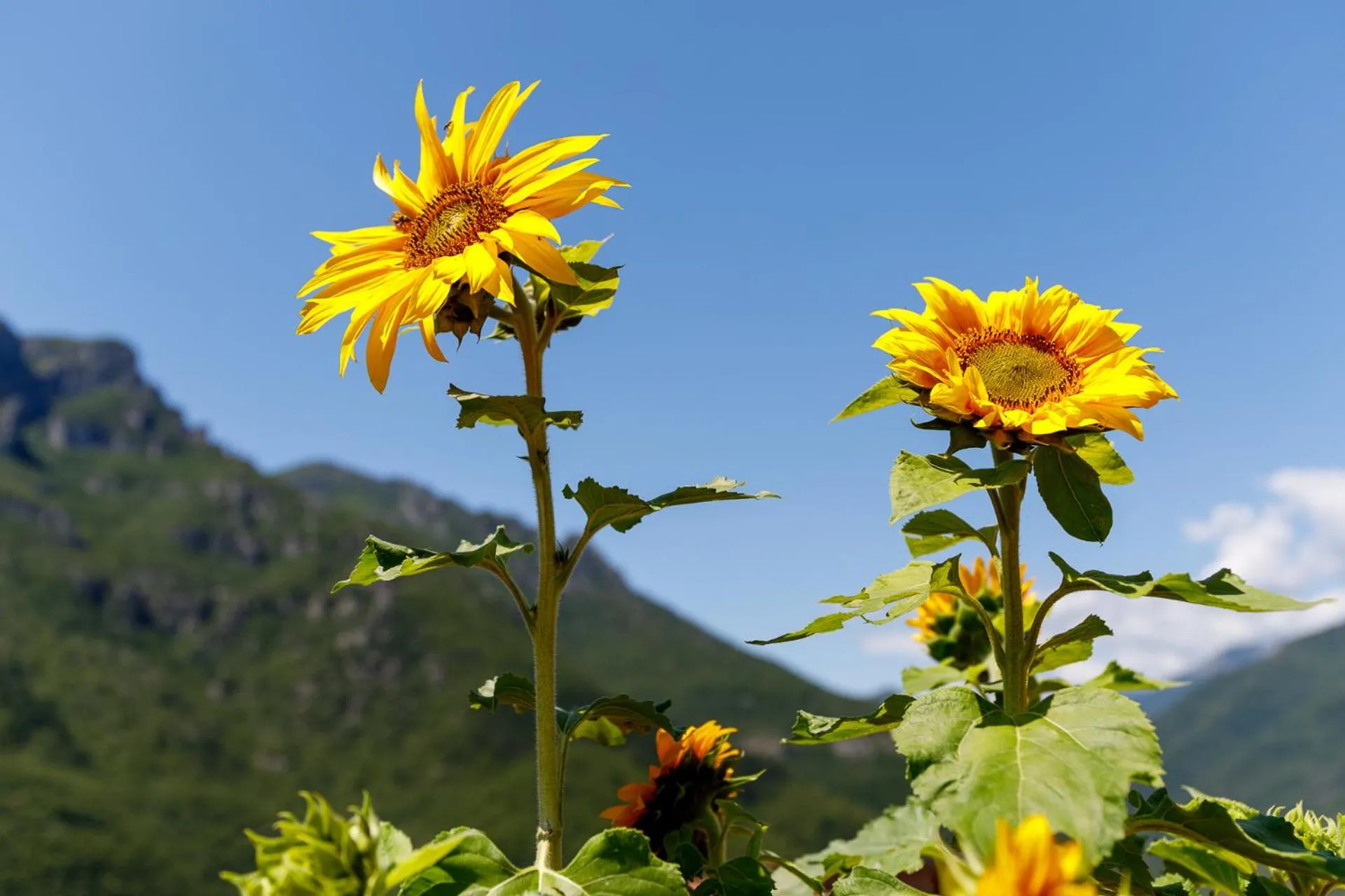 Decorative detail in Arvé Castelbianco - B&B e Appartamento