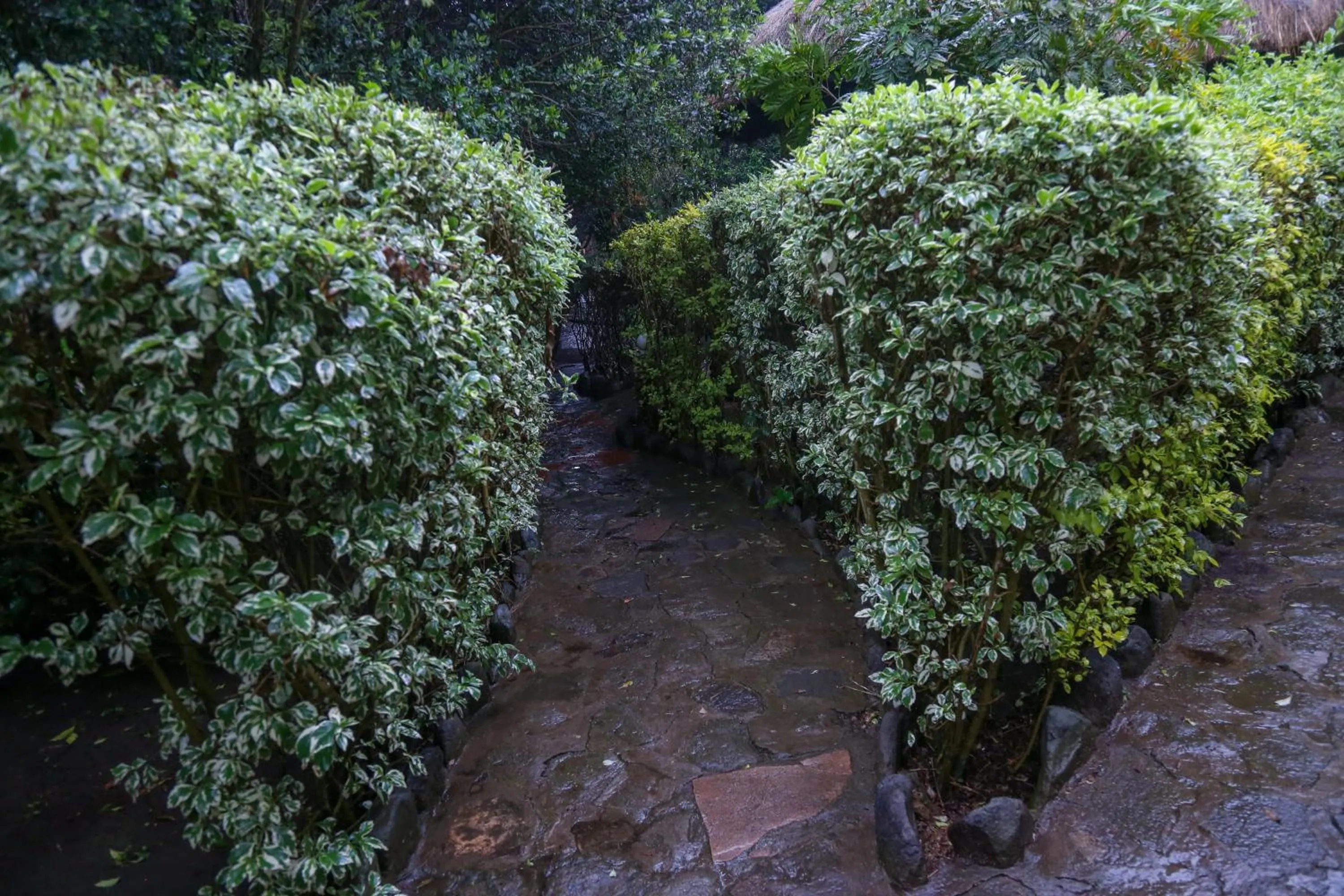 Garden view in Dovenest Lodge