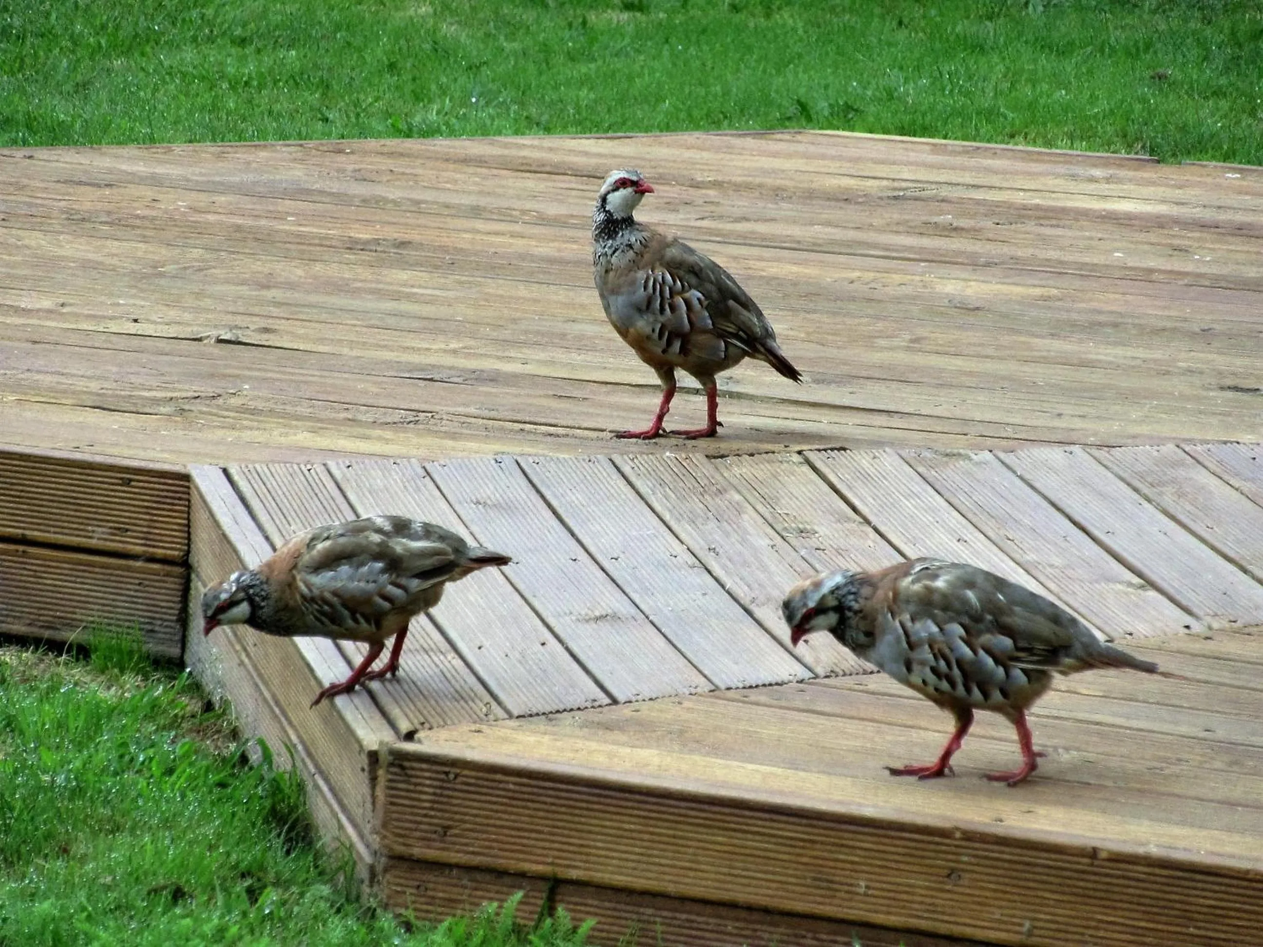 Animals in Applecross Sanctuary