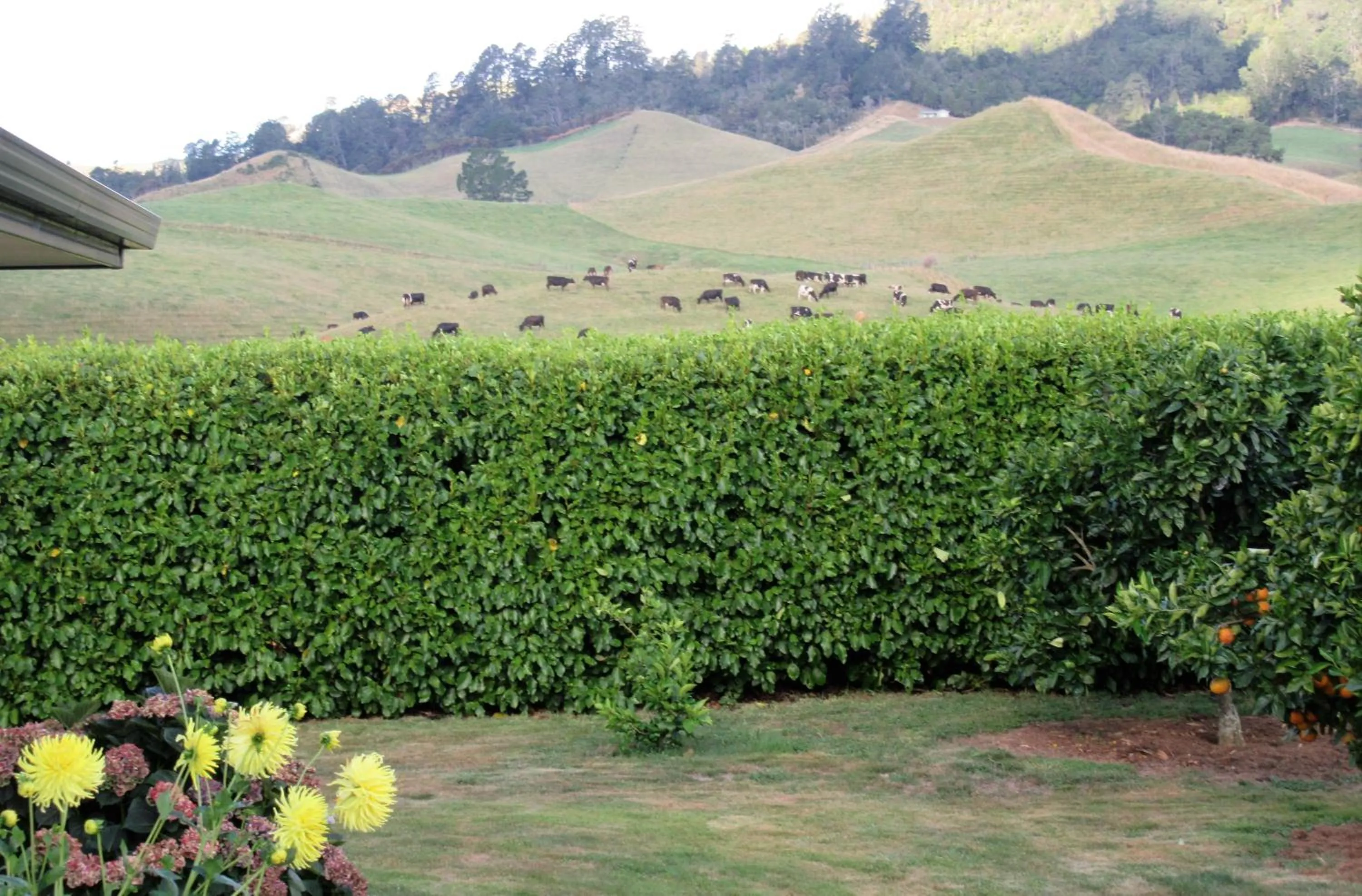 Animals in Applecross Sanctuary