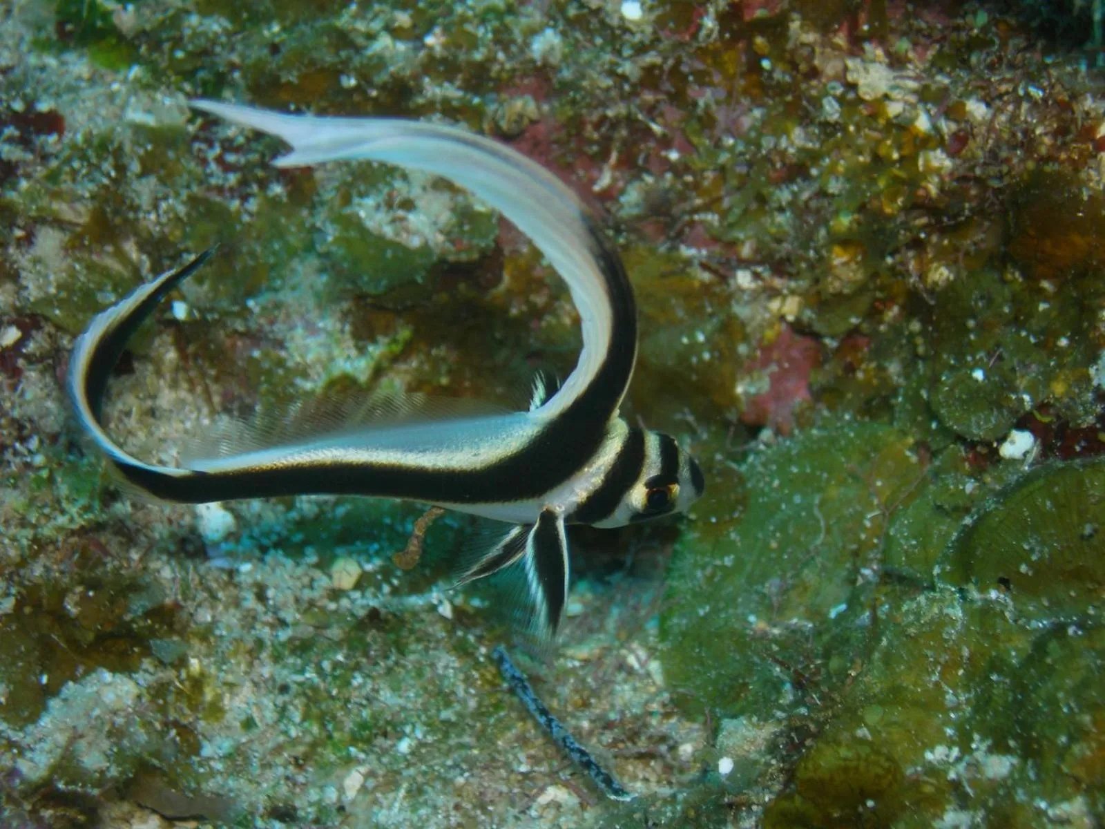 Natural landscape in Osa House - Drake Bay