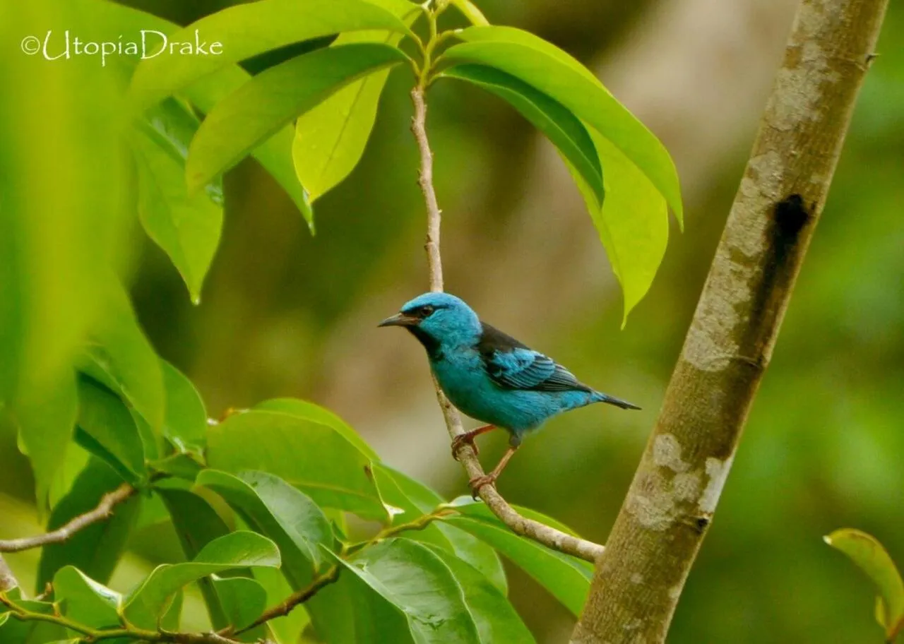 Animals in Osa House - Drake Bay