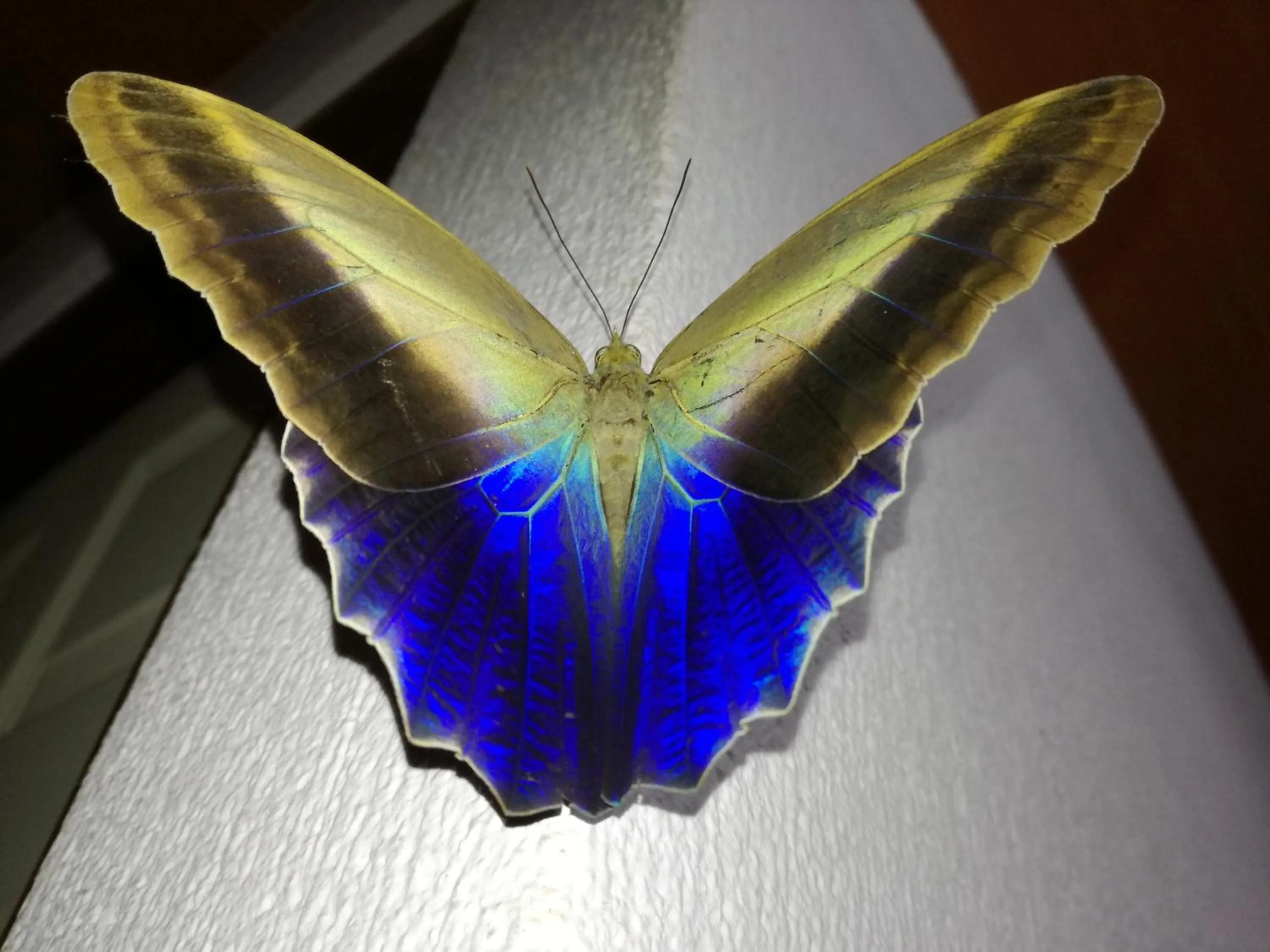 Animals in Osa House - Drake Bay