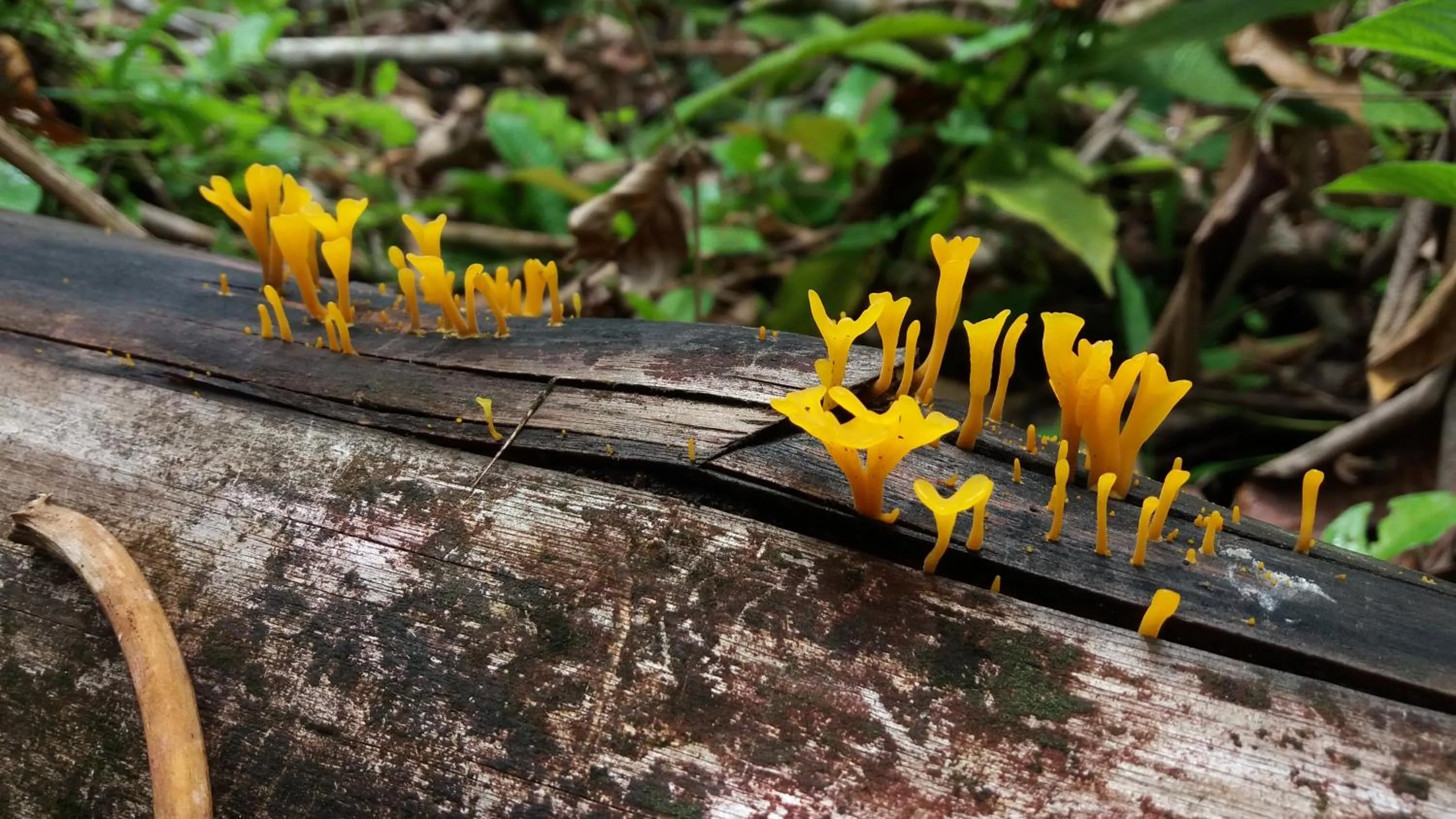 Day in Osa House - Drake Bay