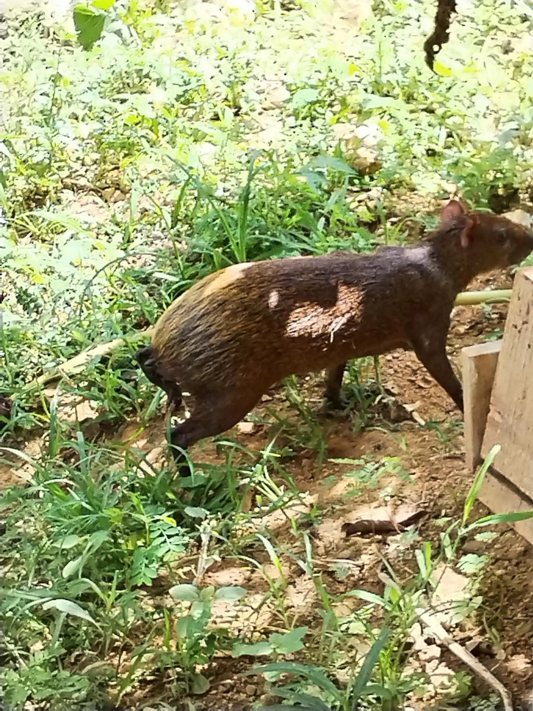 Property building in Osa House - Drake Bay