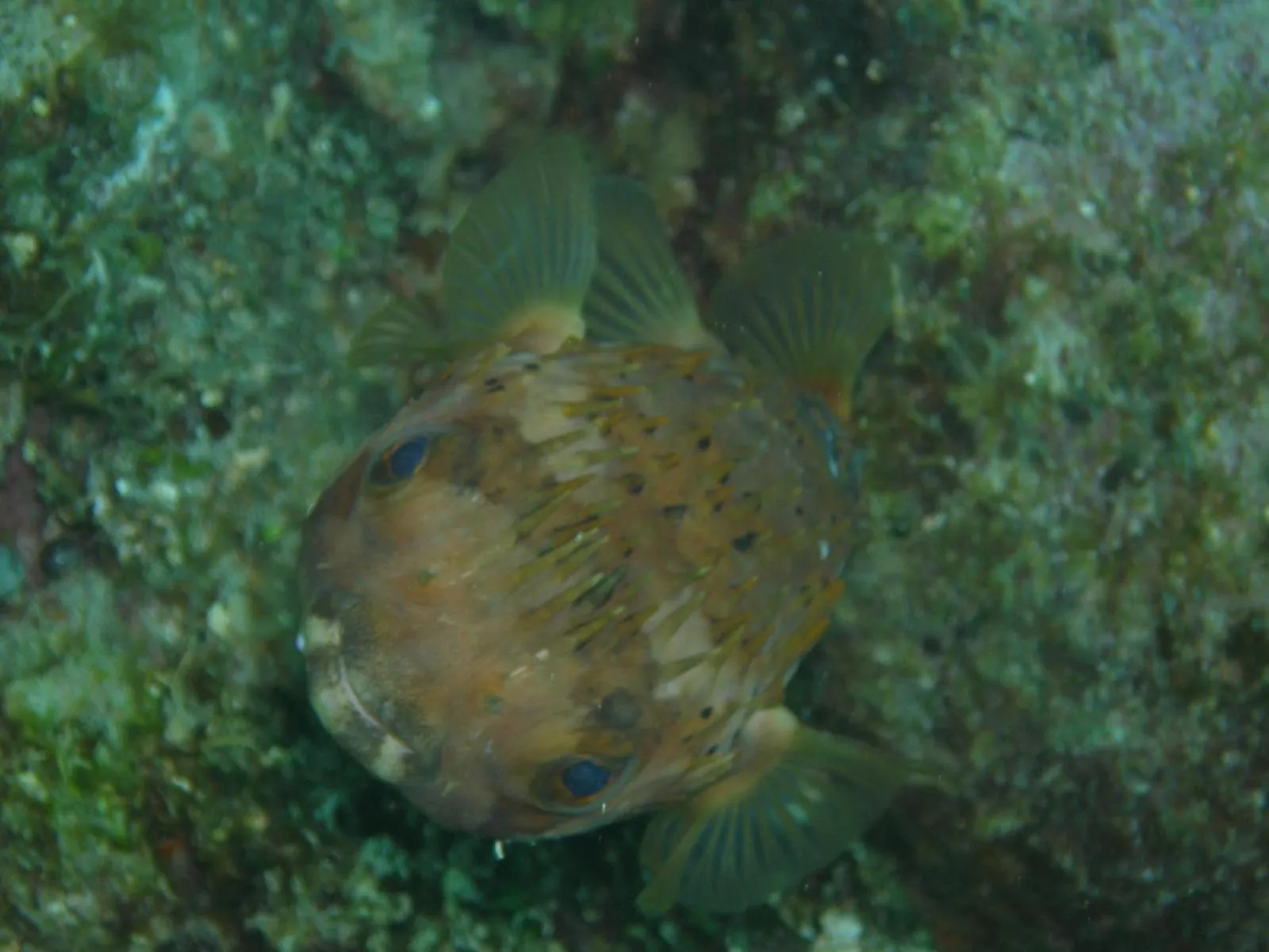 Natural landscape in Osa House - Drake Bay