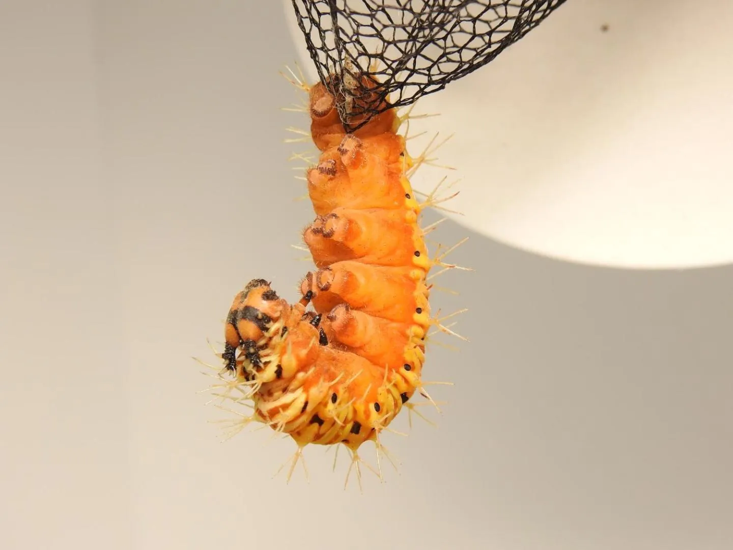 Animals in Osa House - Drake Bay