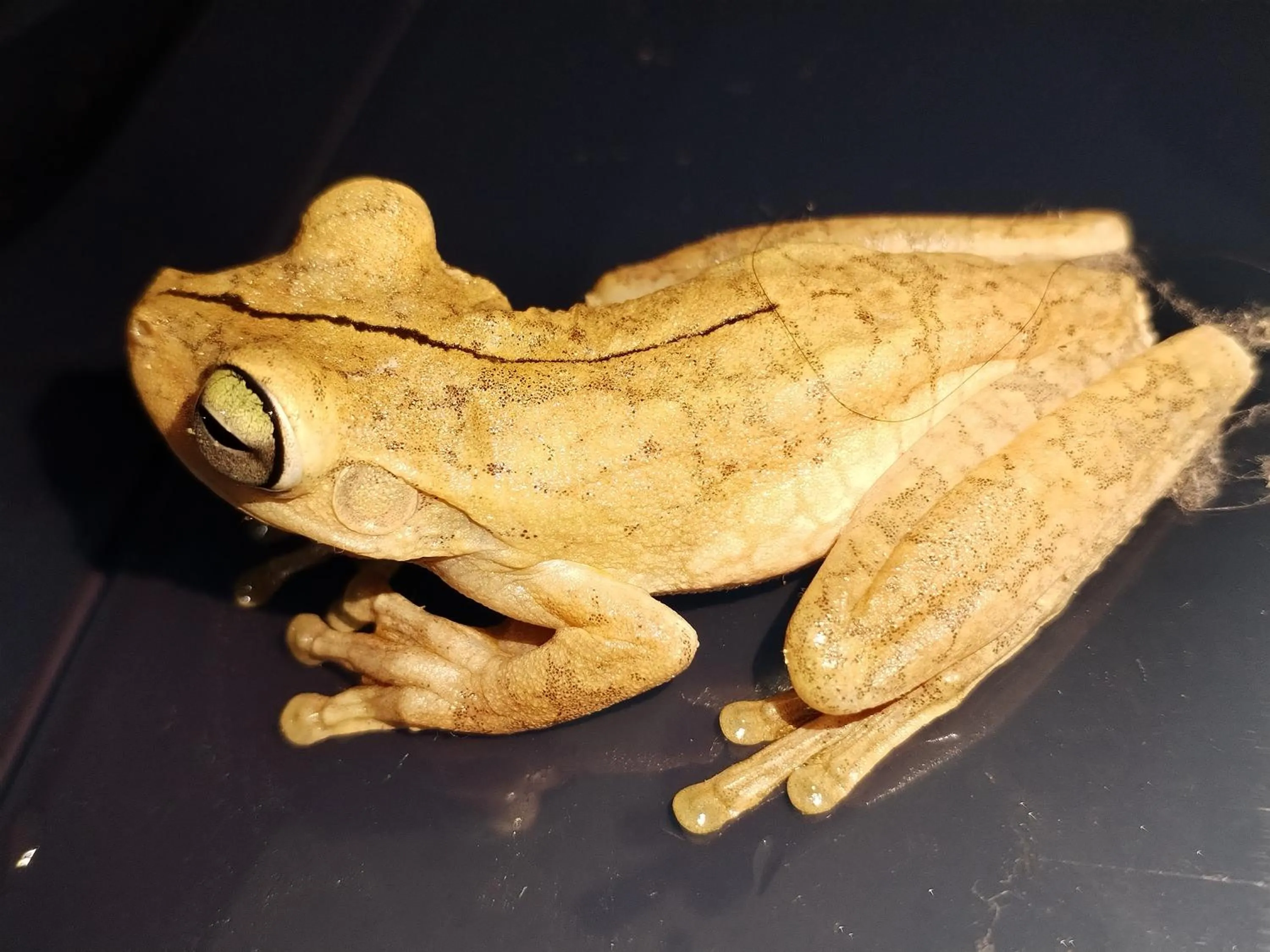 Natural landscape in Osa House - Drake Bay