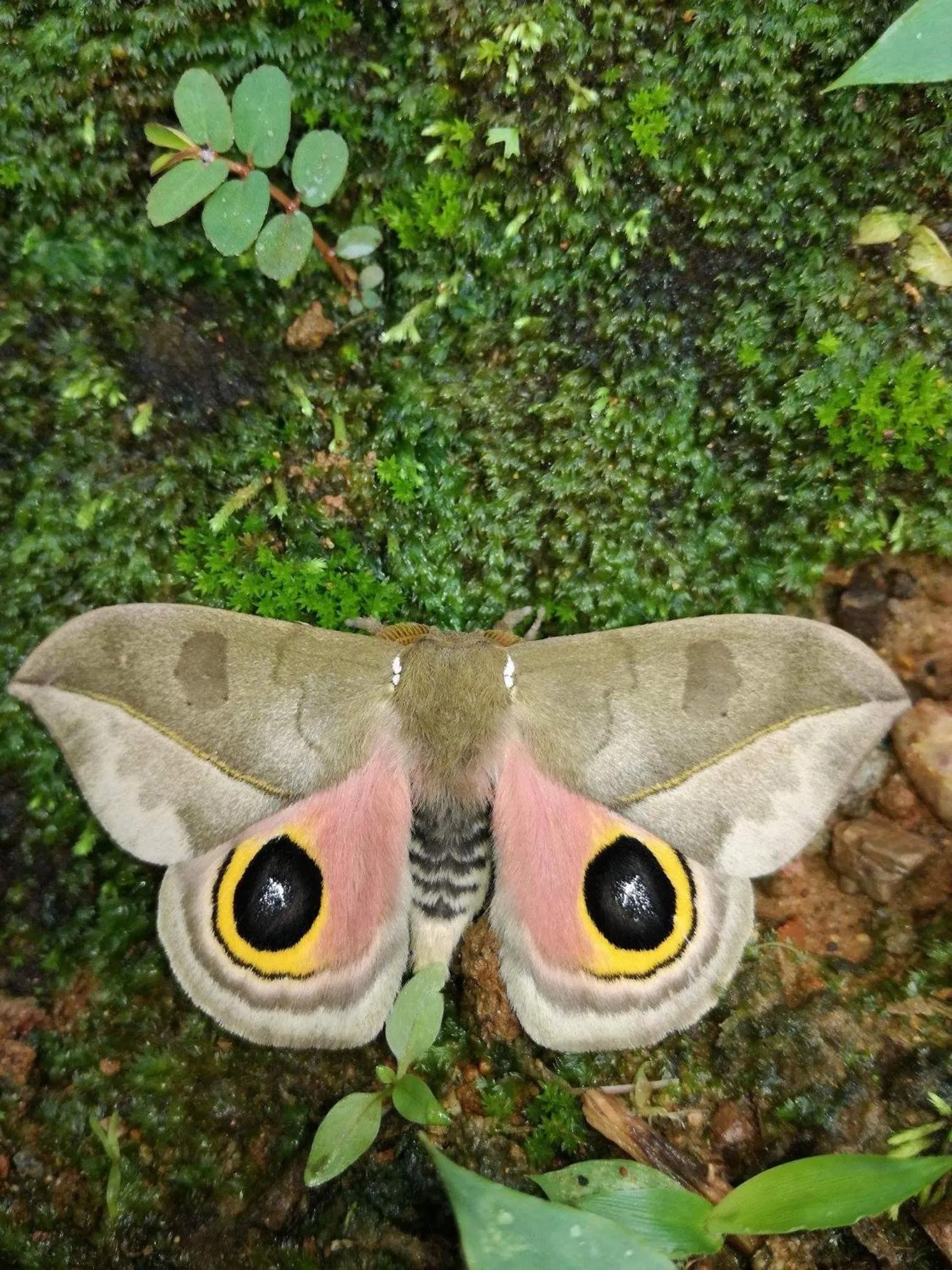 Animals in Osa House - Drake Bay