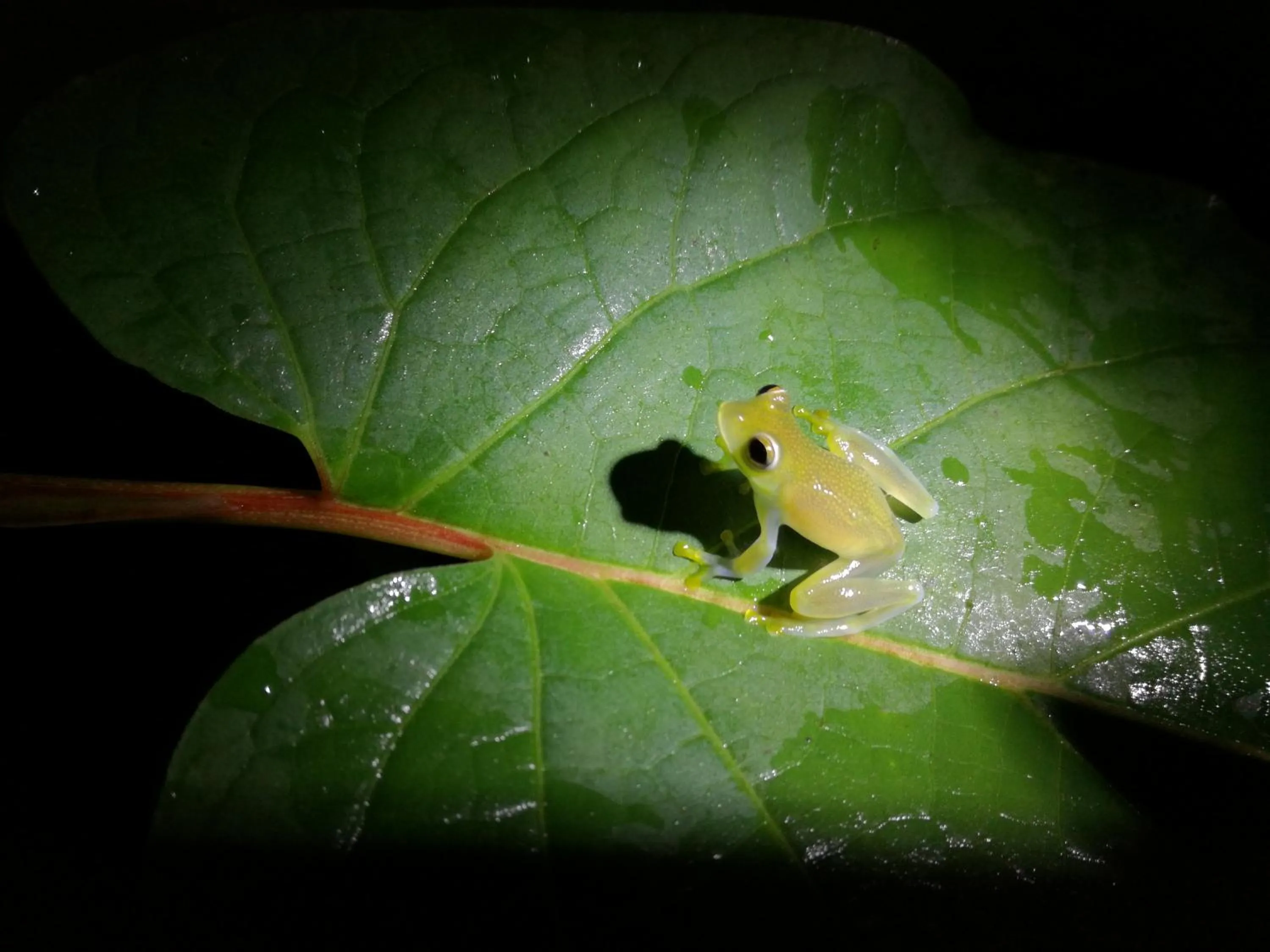 Animals in Osa House - Drake Bay