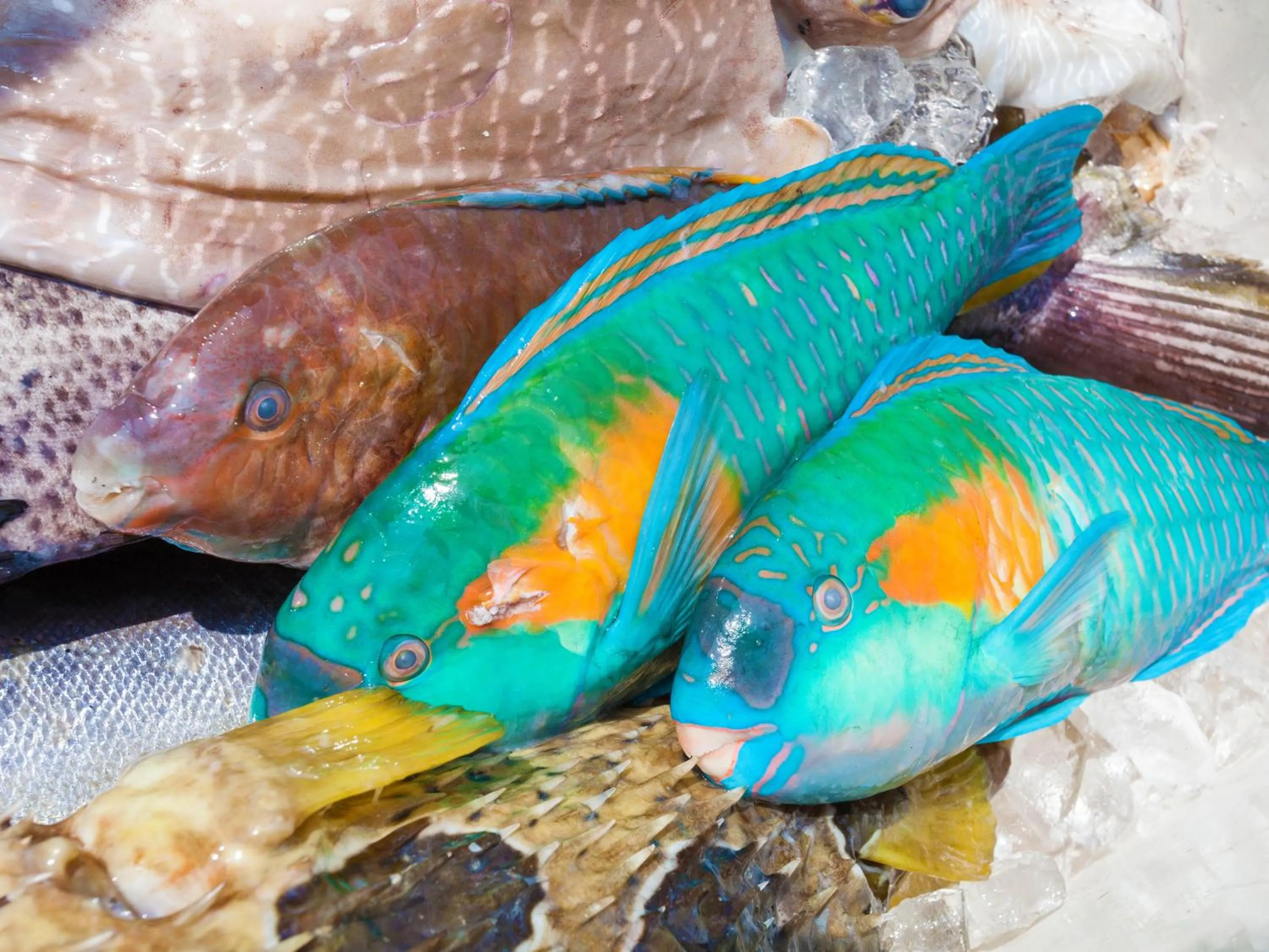 Other in Uminchuno Yado