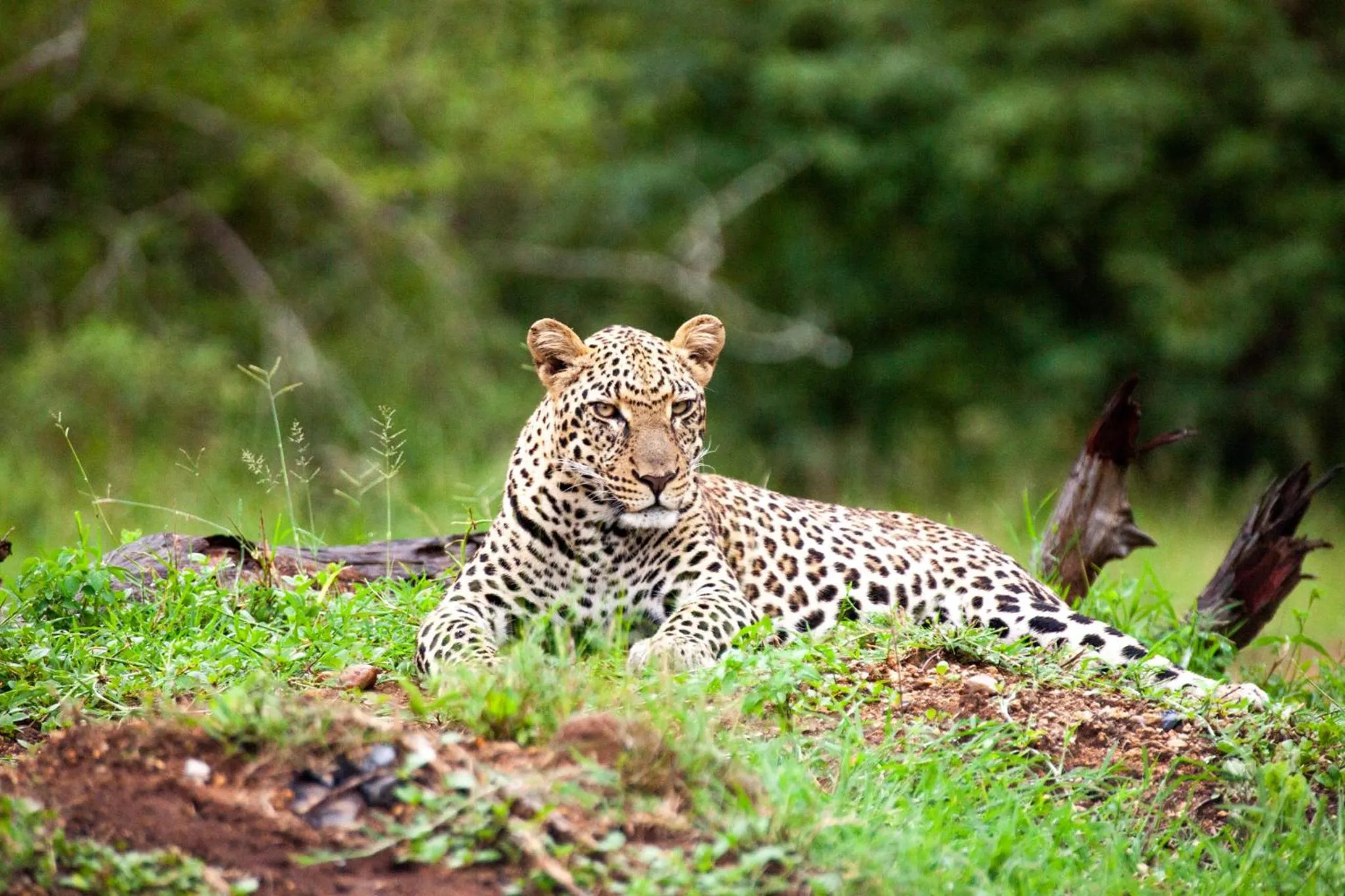 Activities in Karongwe - Becks Safari Lodge