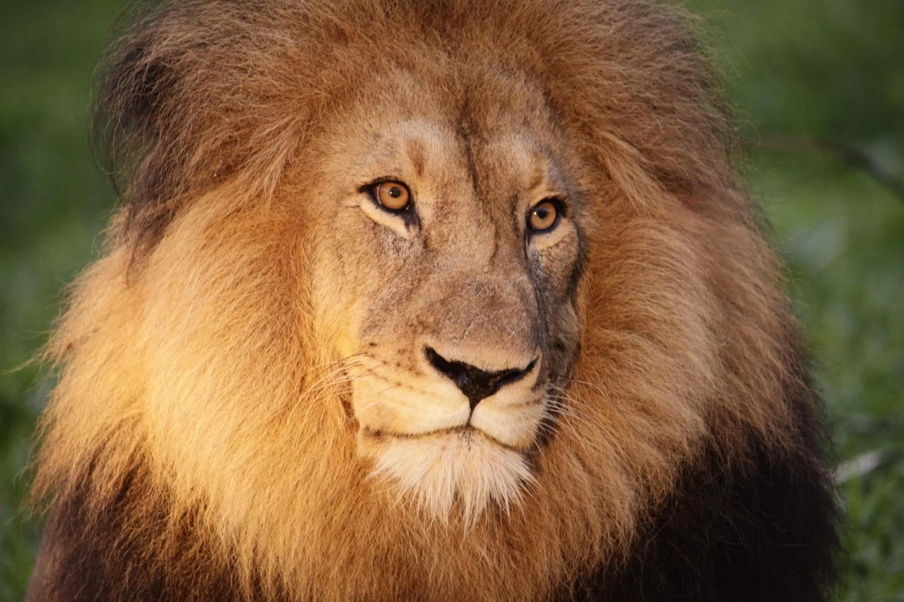 Other in Karongwe - Becks Safari Lodge