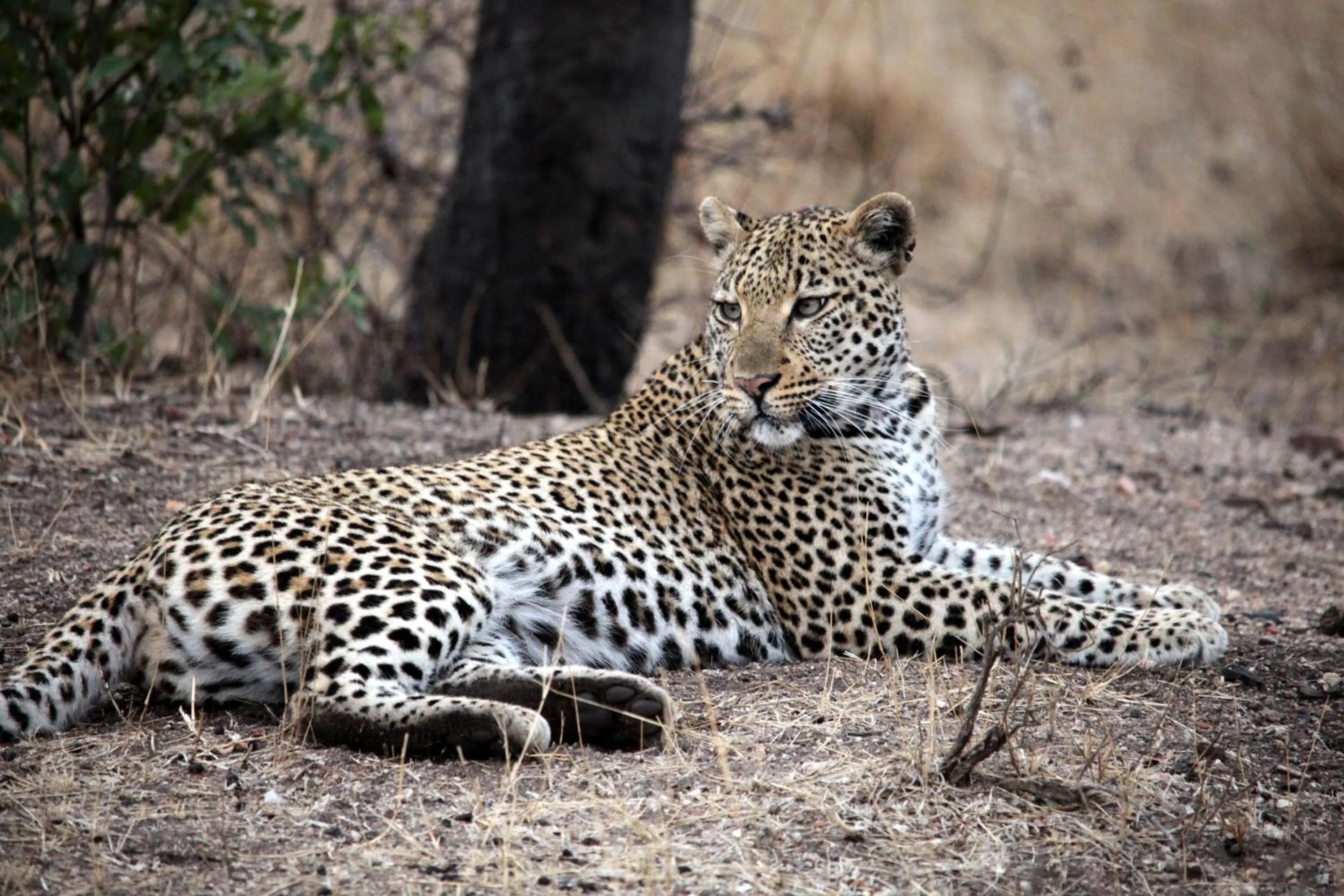 Activities in Karongwe - Becks Safari Lodge