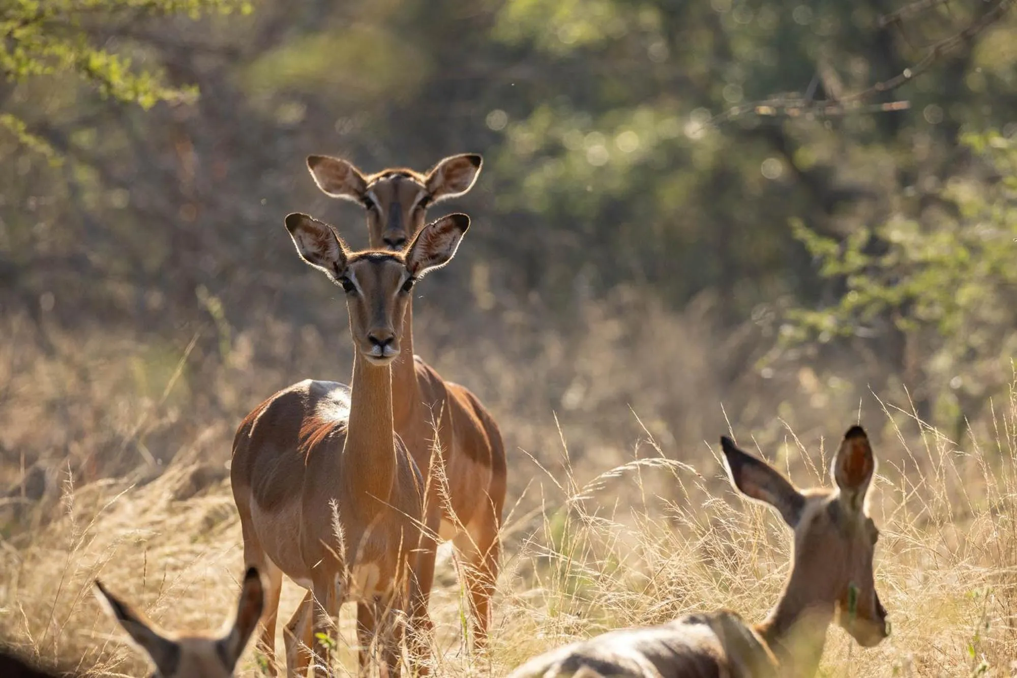 Activities in Karongwe - Becks Safari Lodge